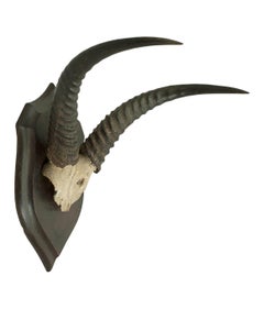 Roland Ward Taxidermy Antelope Horns by Rowland Ward