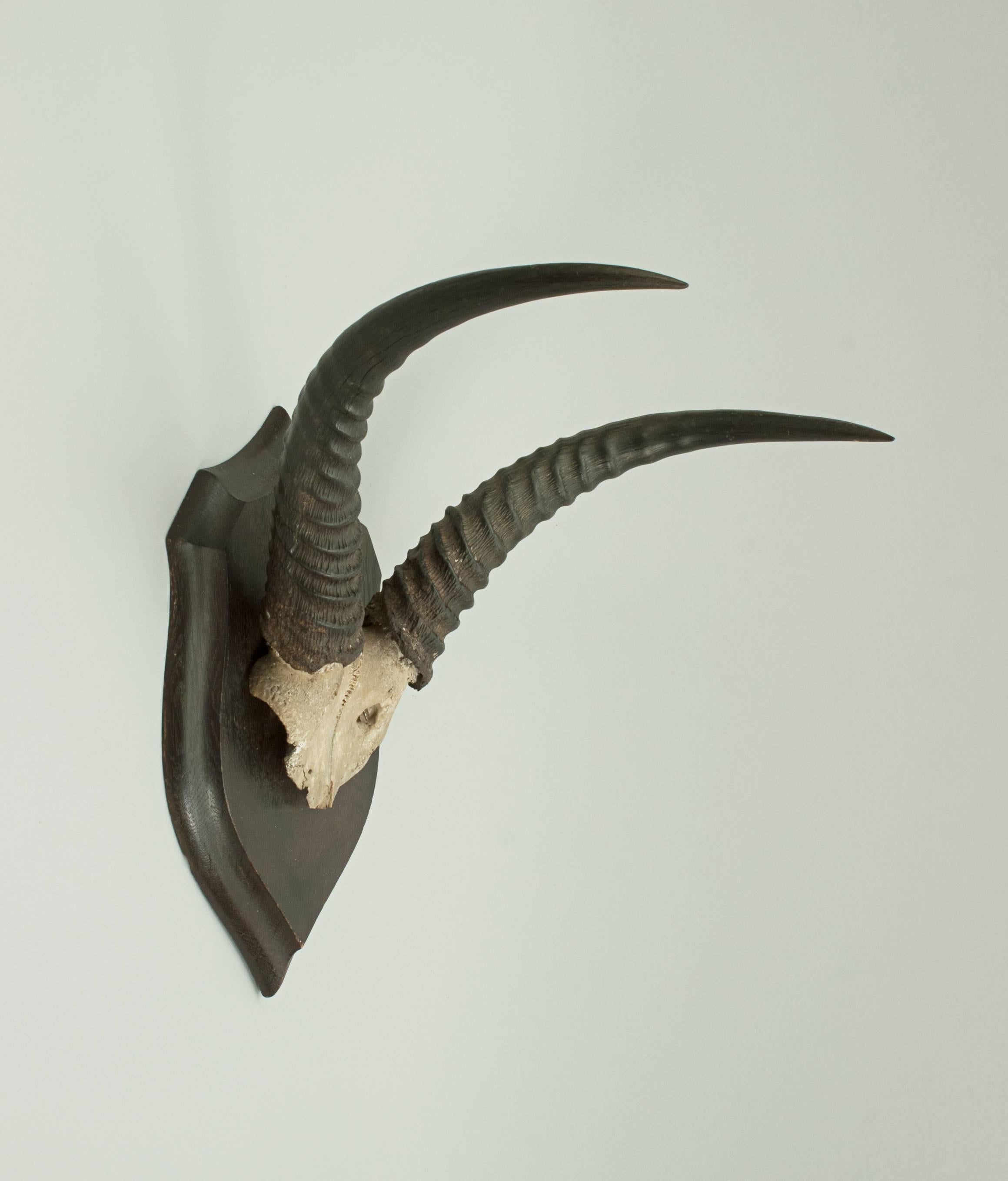 Sporting Art Roland Ward Taxidermy Antelope Horns by Rowland Ward