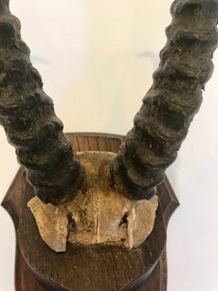 Antelope Antlers Mounted on a Double Plaque with Oak Shield Back