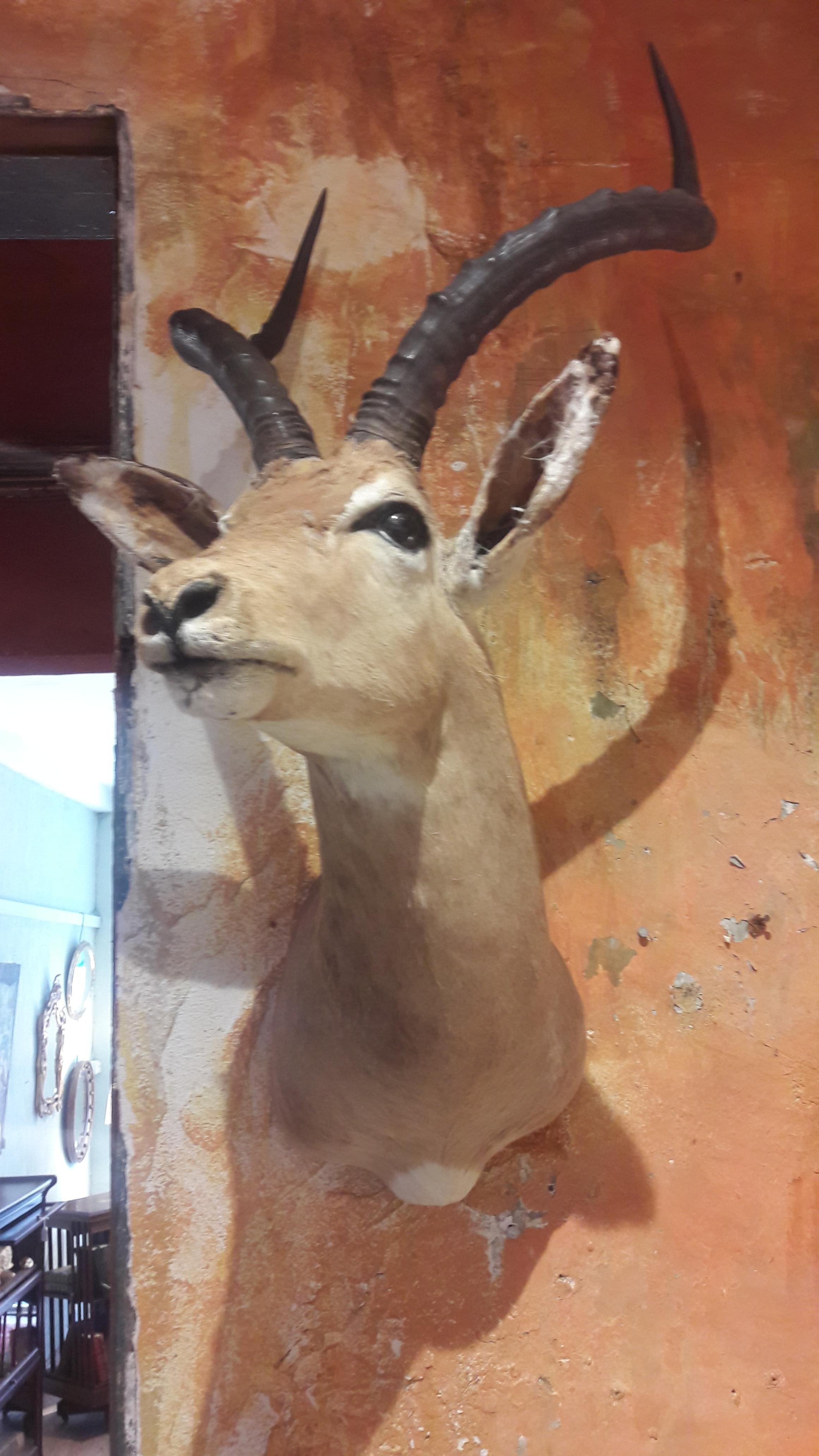 A friendly head of a stuffed antelope. On the last picture you can see that there is some fur missing, but this spot is colored so it's not visible when you put it on the wall.