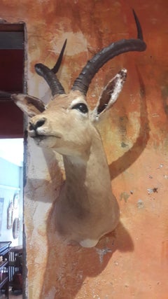 Antelope