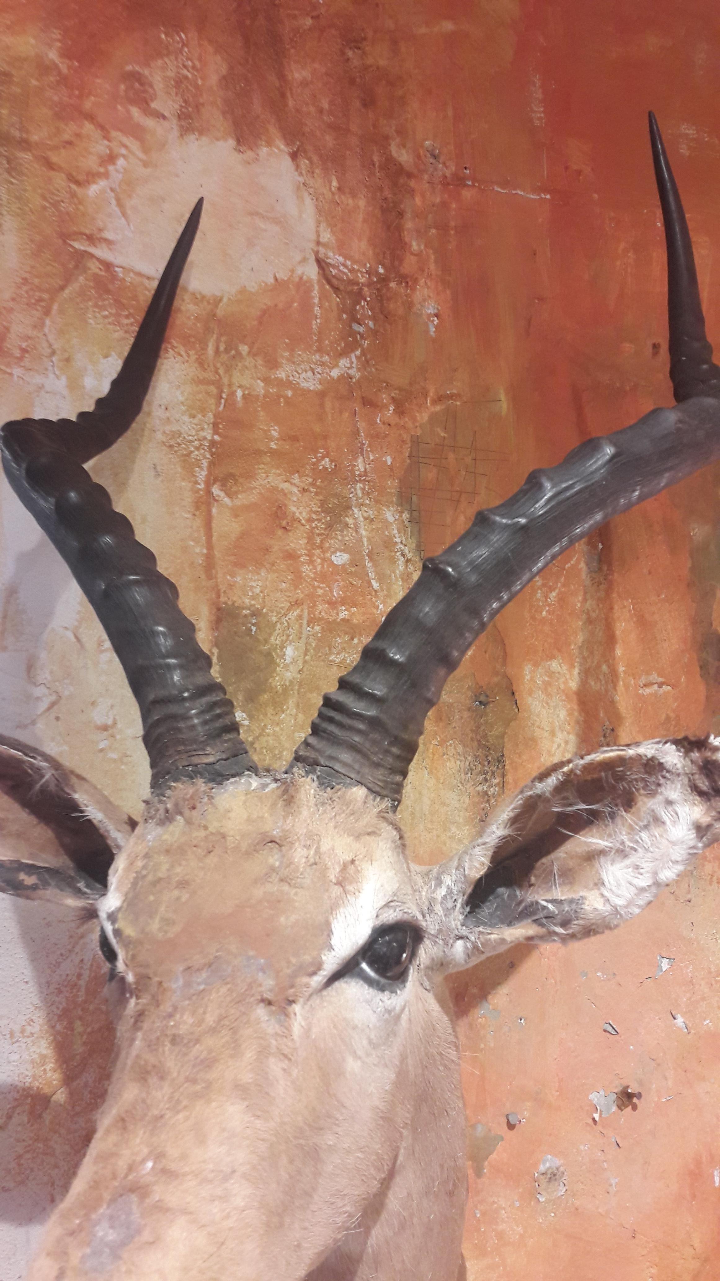 African Antelope For Sale