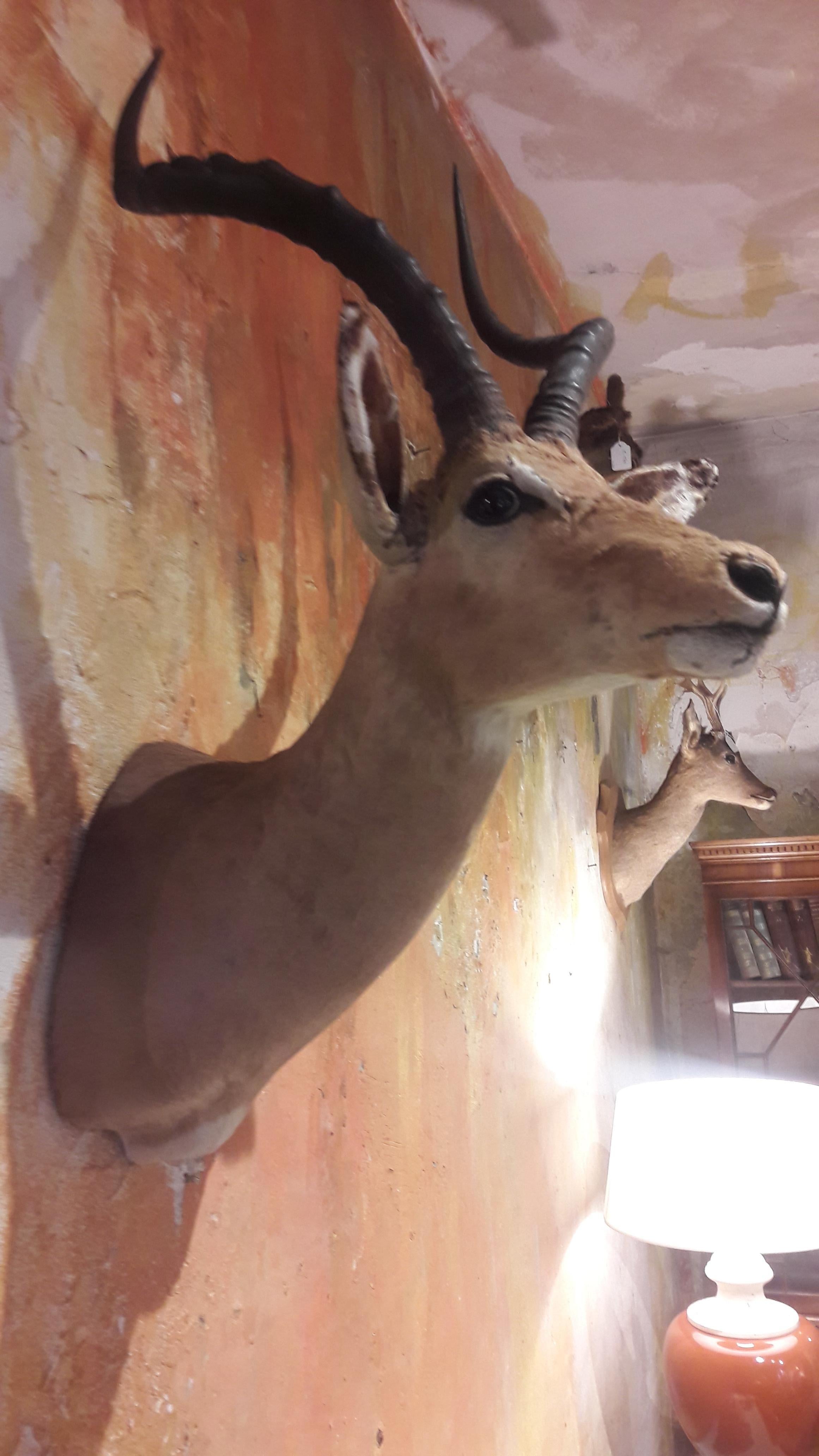 Antelope In Fair Condition For Sale In Antwerp, Antwerp
