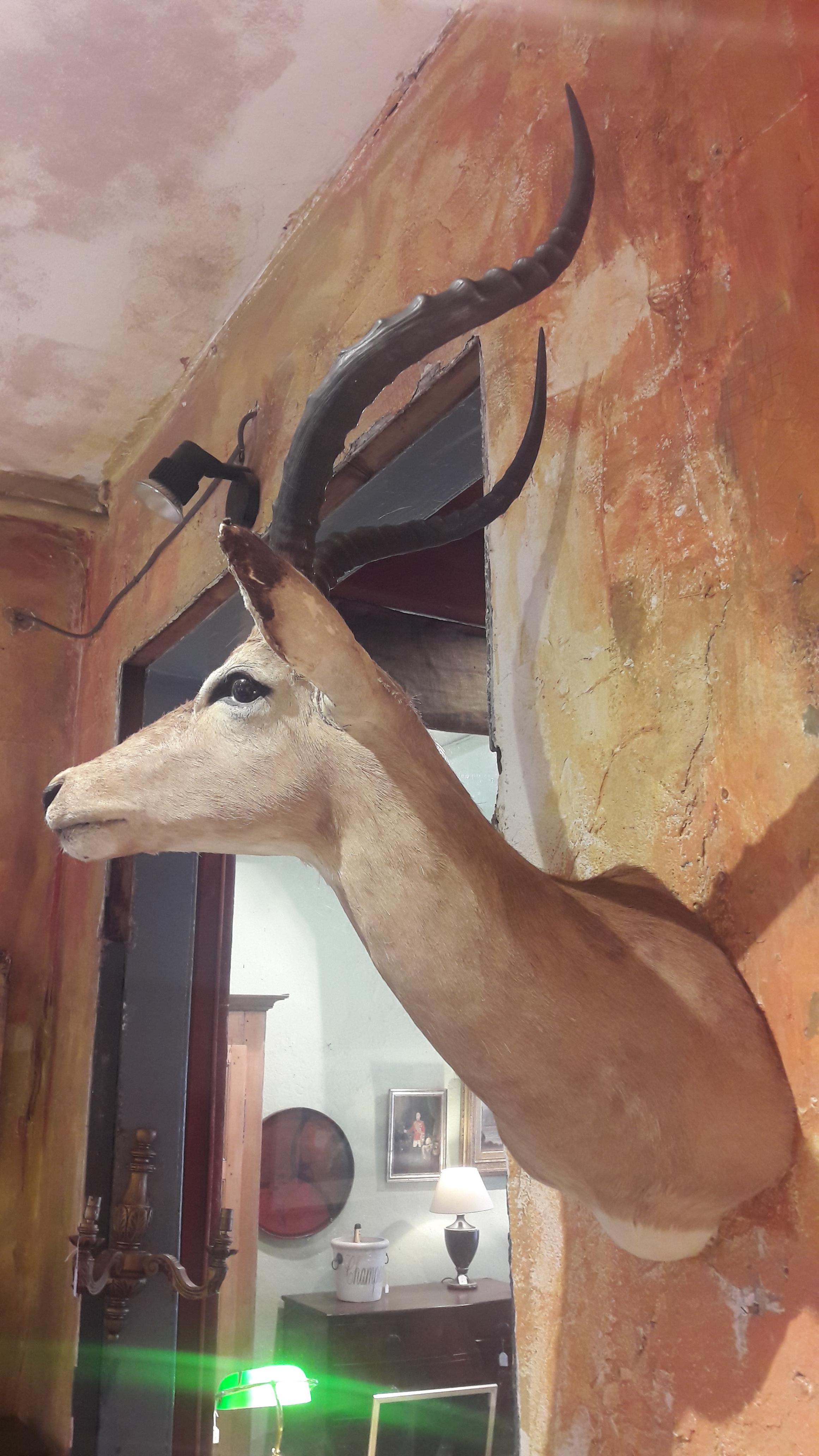 Animal Skin Antelope For Sale