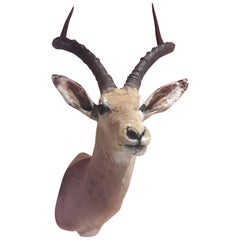 Vintage Antelope