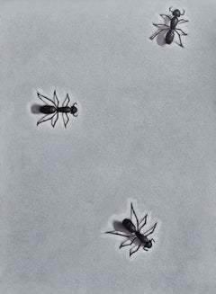 Animal Paintings