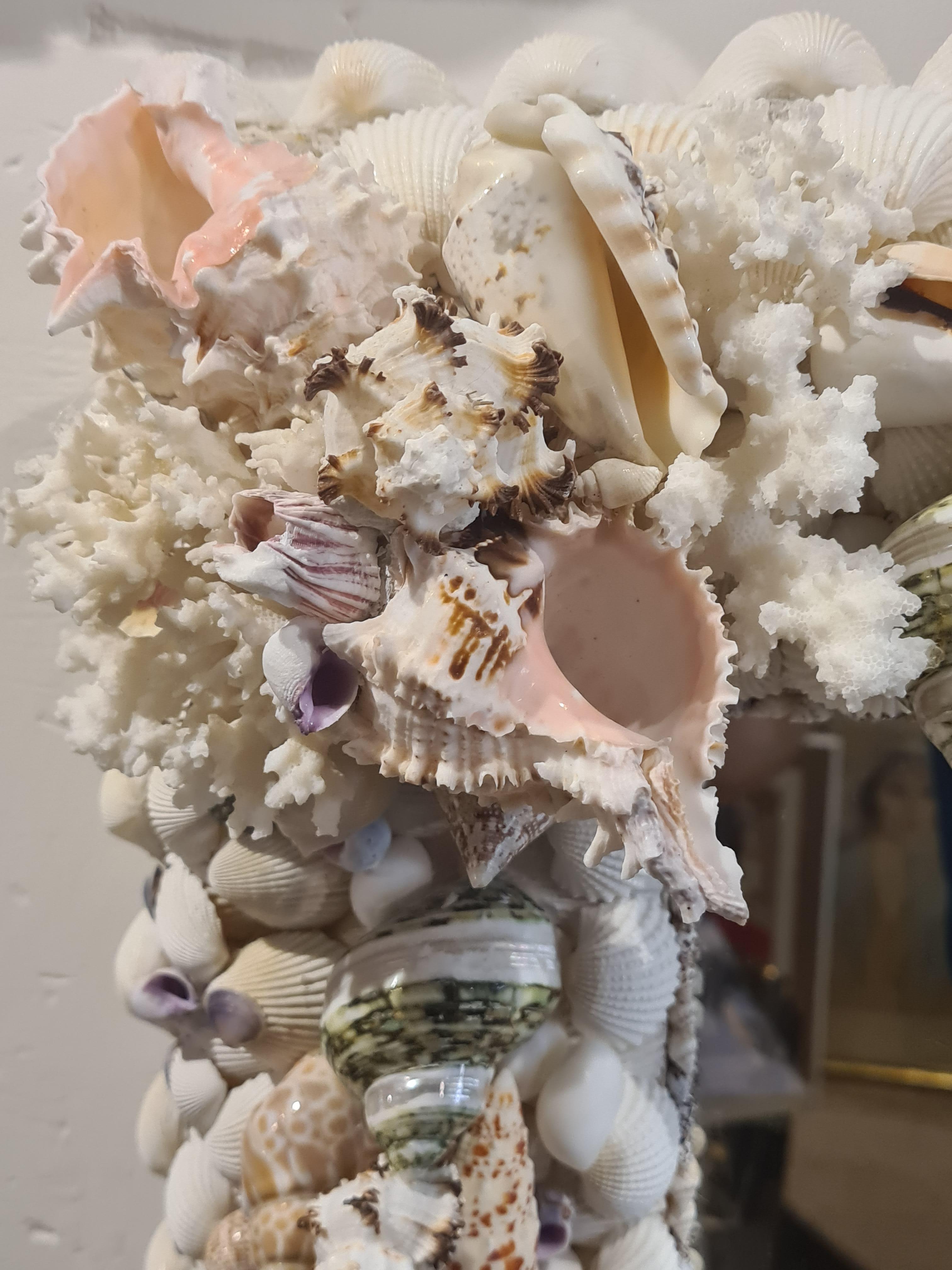 spiegel muscheln