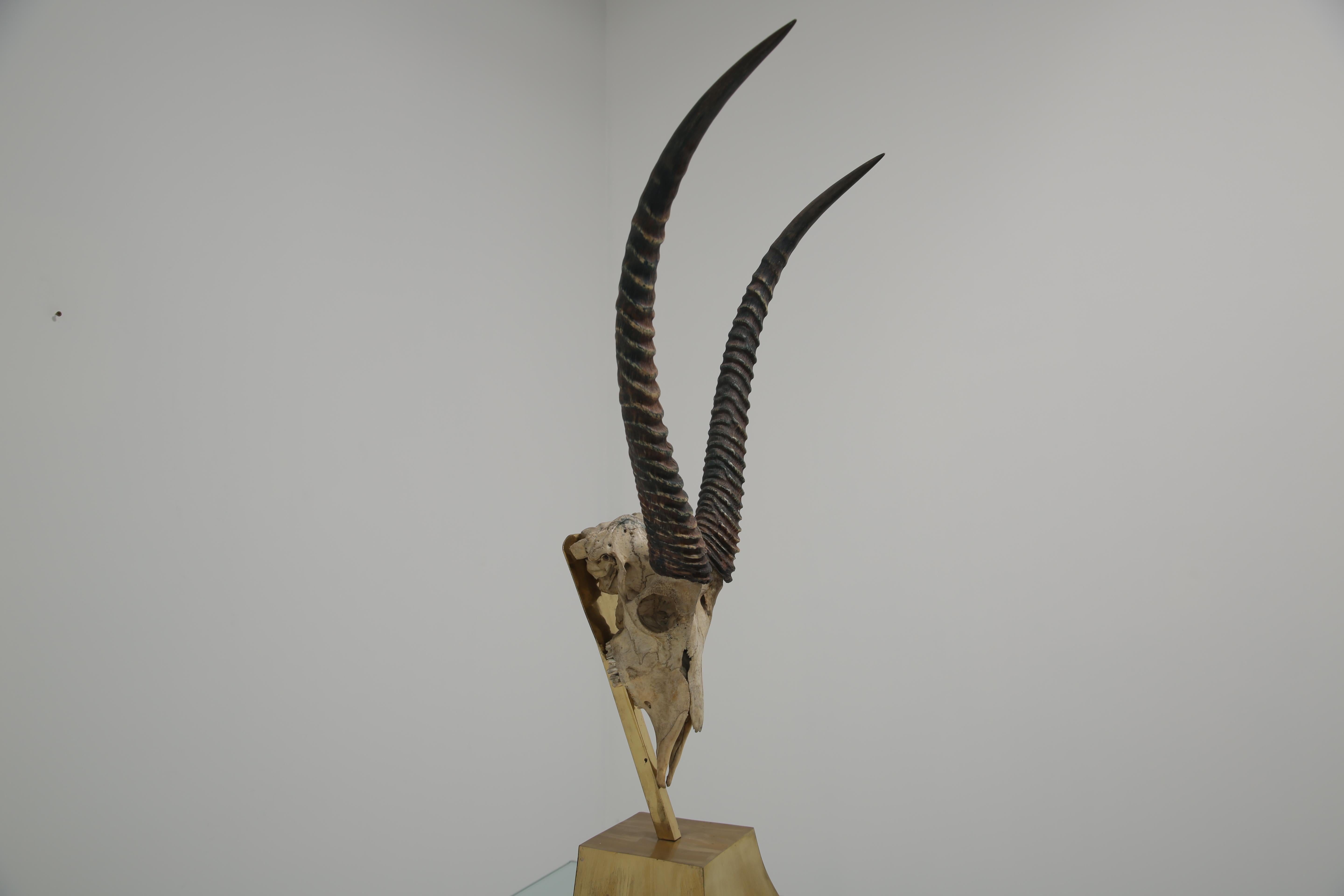 Teschio di gazzella tassidermico di Anthony Redmile su basamento in ottone, anni '70. in vendita 6