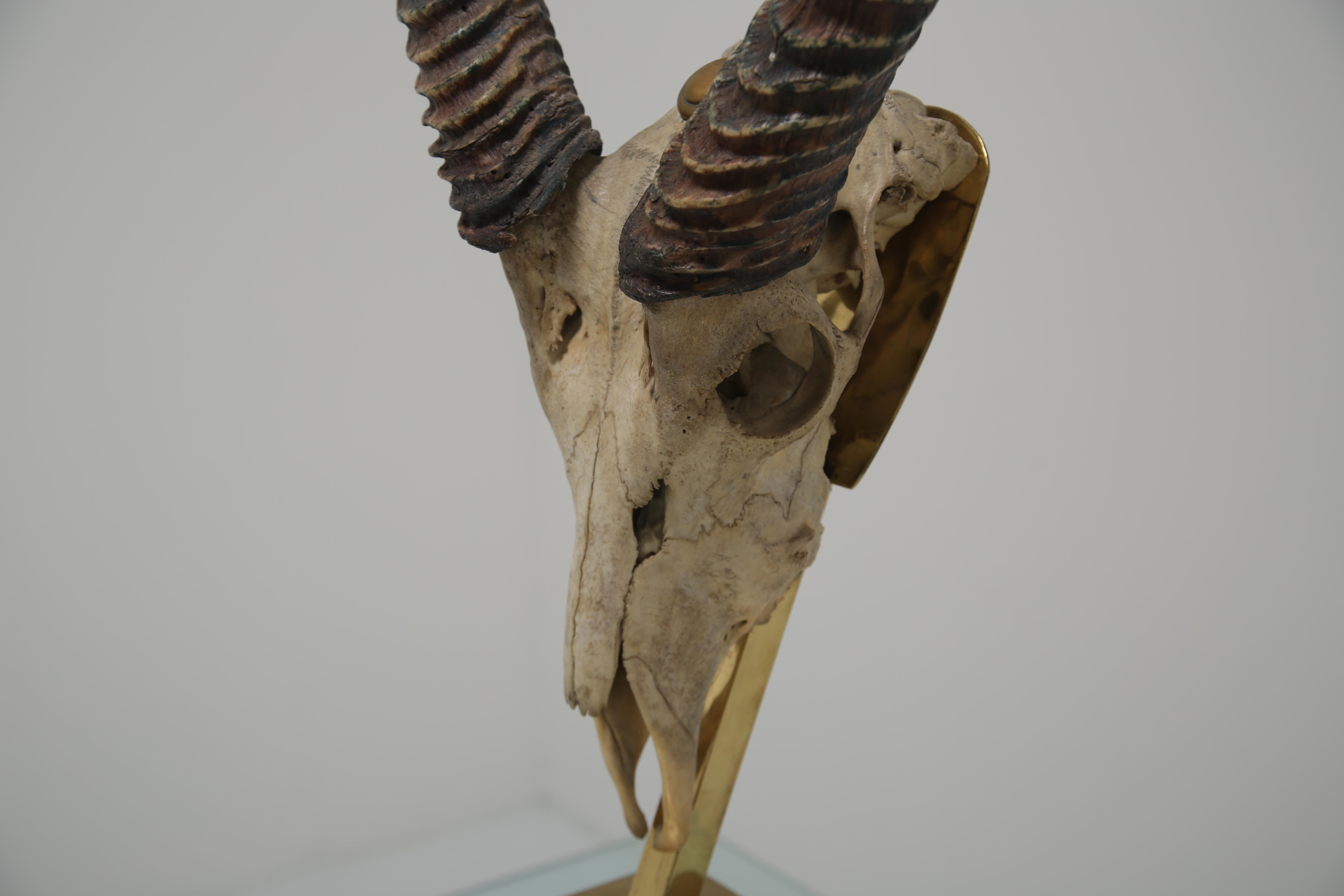 Questo straordinario pezzo di tassidermia di metà secolo è uno studio scultoreo di forme naturali e design elegante, attribuito al famoso tassidermista britannico Anthony Redmile. Il cranio, probabilmente di una gazzella, presenta una struttura