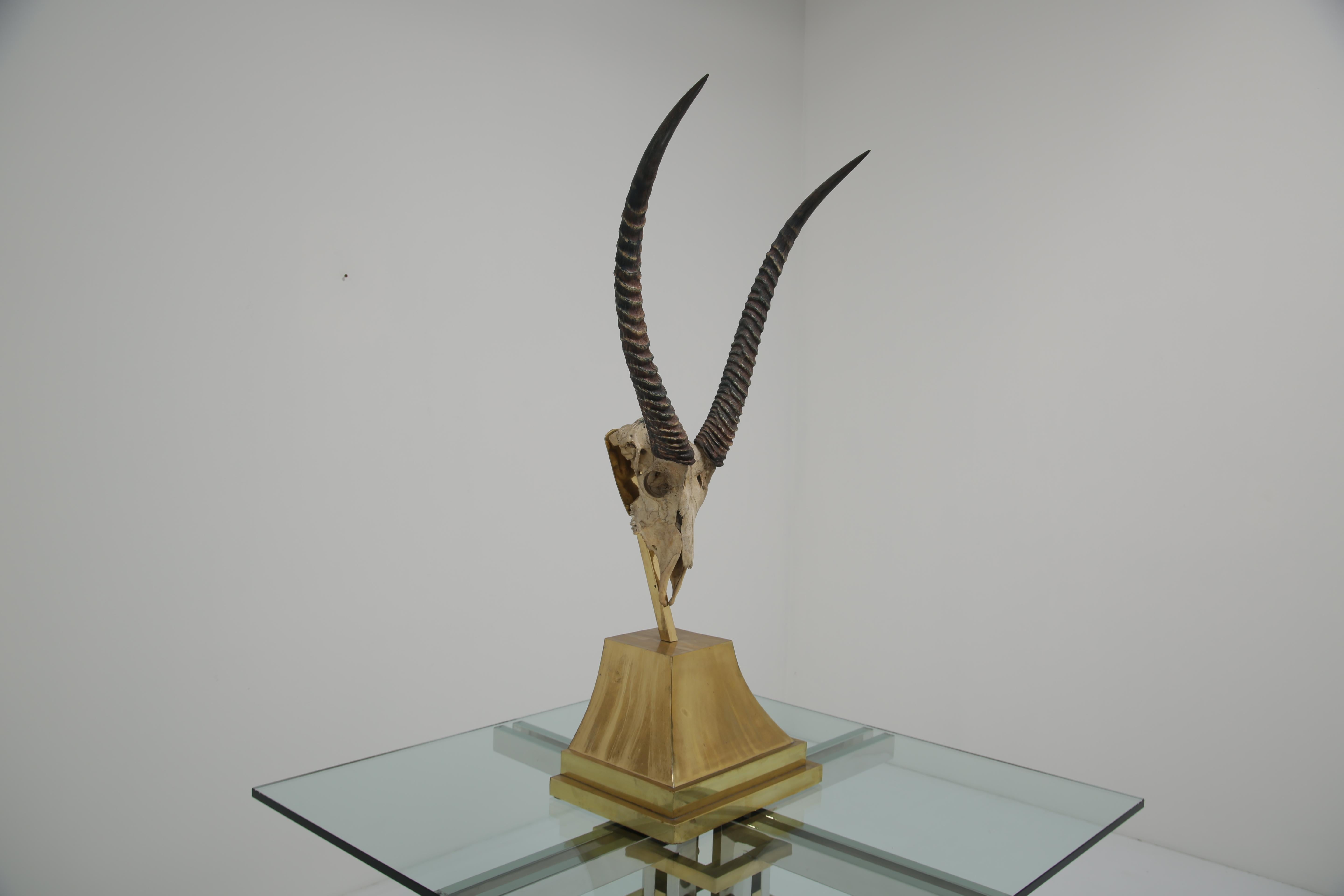 Teschio di gazzella tassidermico di Anthony Redmile su basamento in ottone, anni '70. in vendita 1