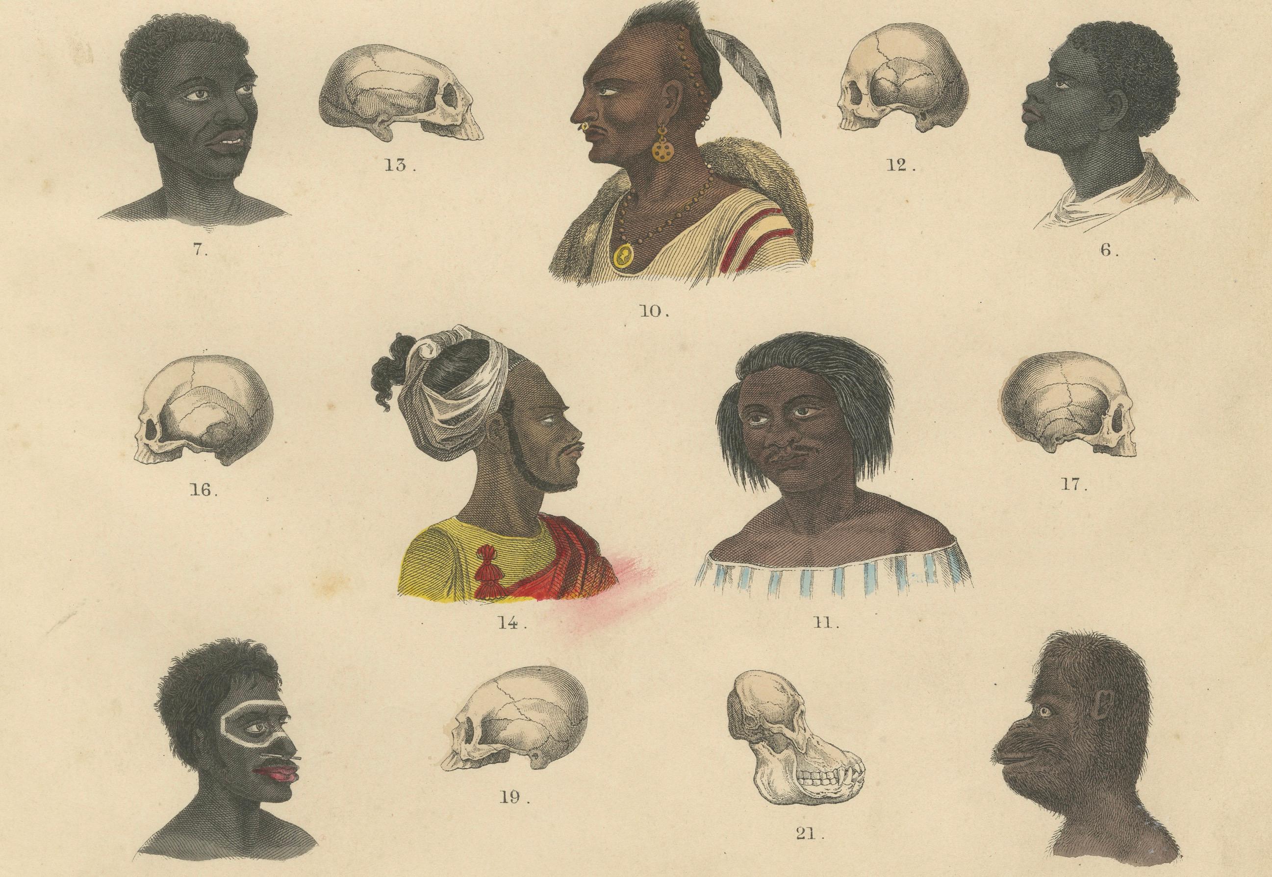 Antropología y comparación de cráneos Impresión de T Bromme, 1865 Atlas etnográfico en Bueno estado para la venta en Langweer, NL