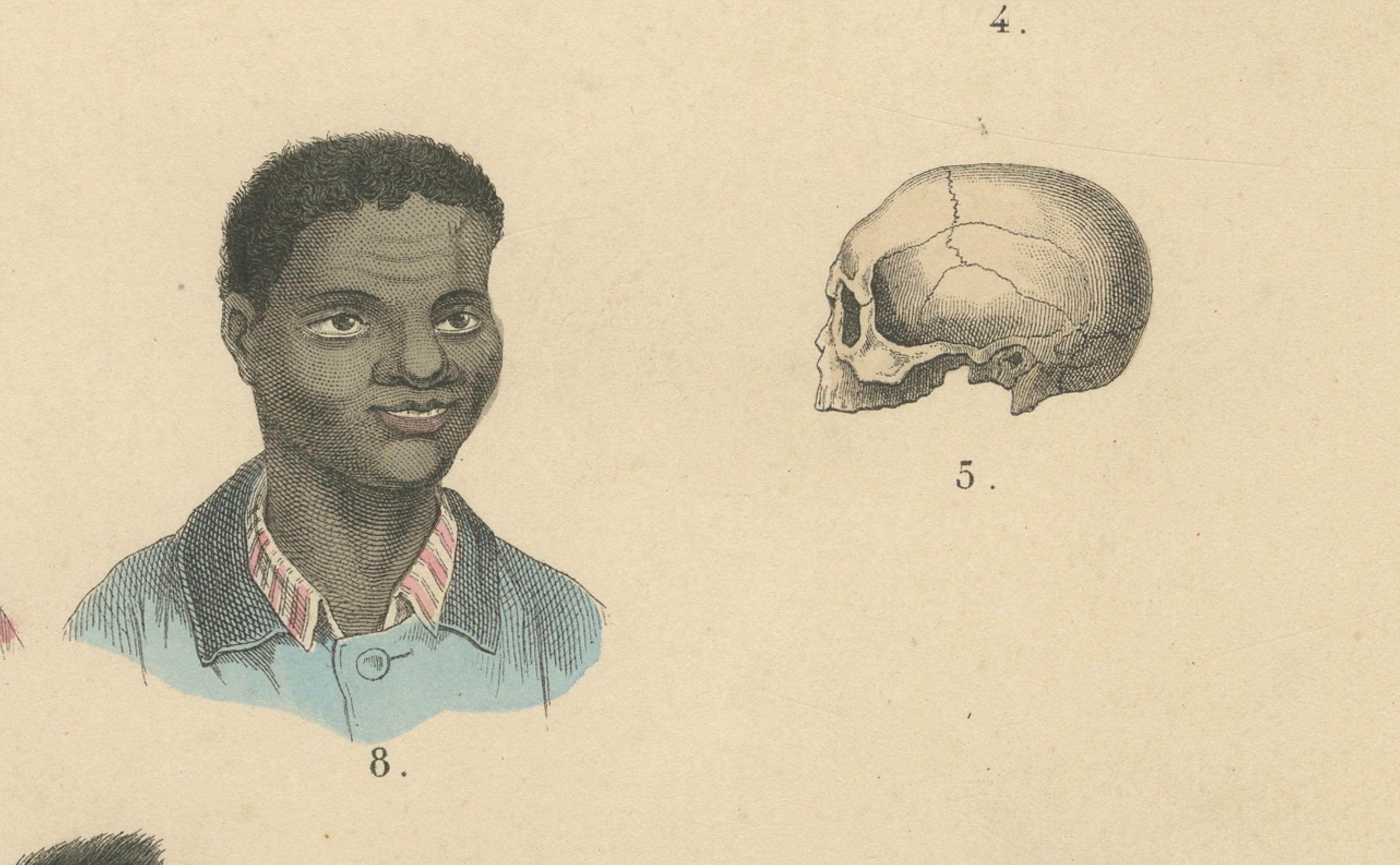 Antropología y comparación de cráneos Impresión de T Bromme, 1865 Atlas etnográfico Papel en venta