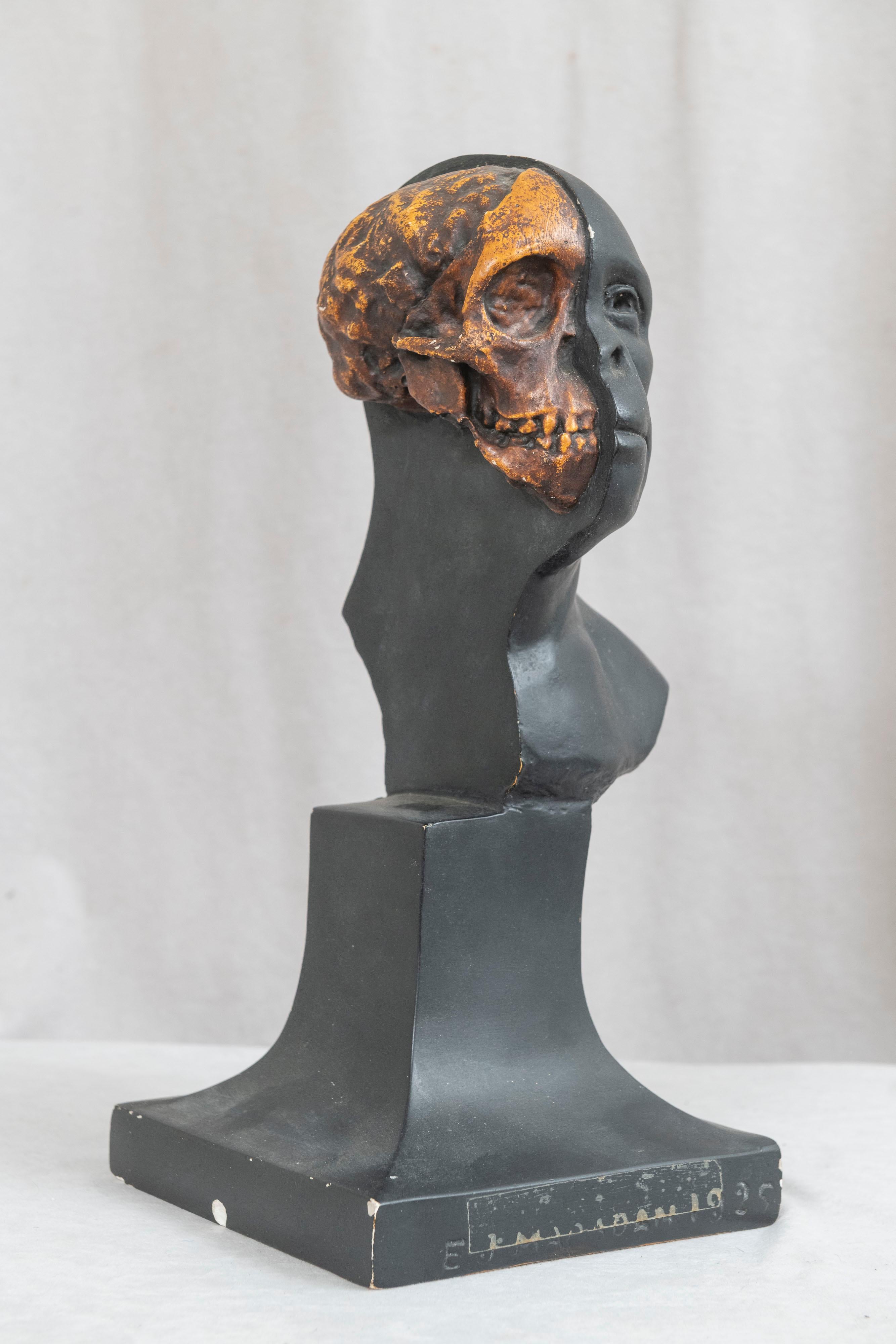American Anthropology Study of Man Sculpture & Skull University Museum Philadelphia, 1925
