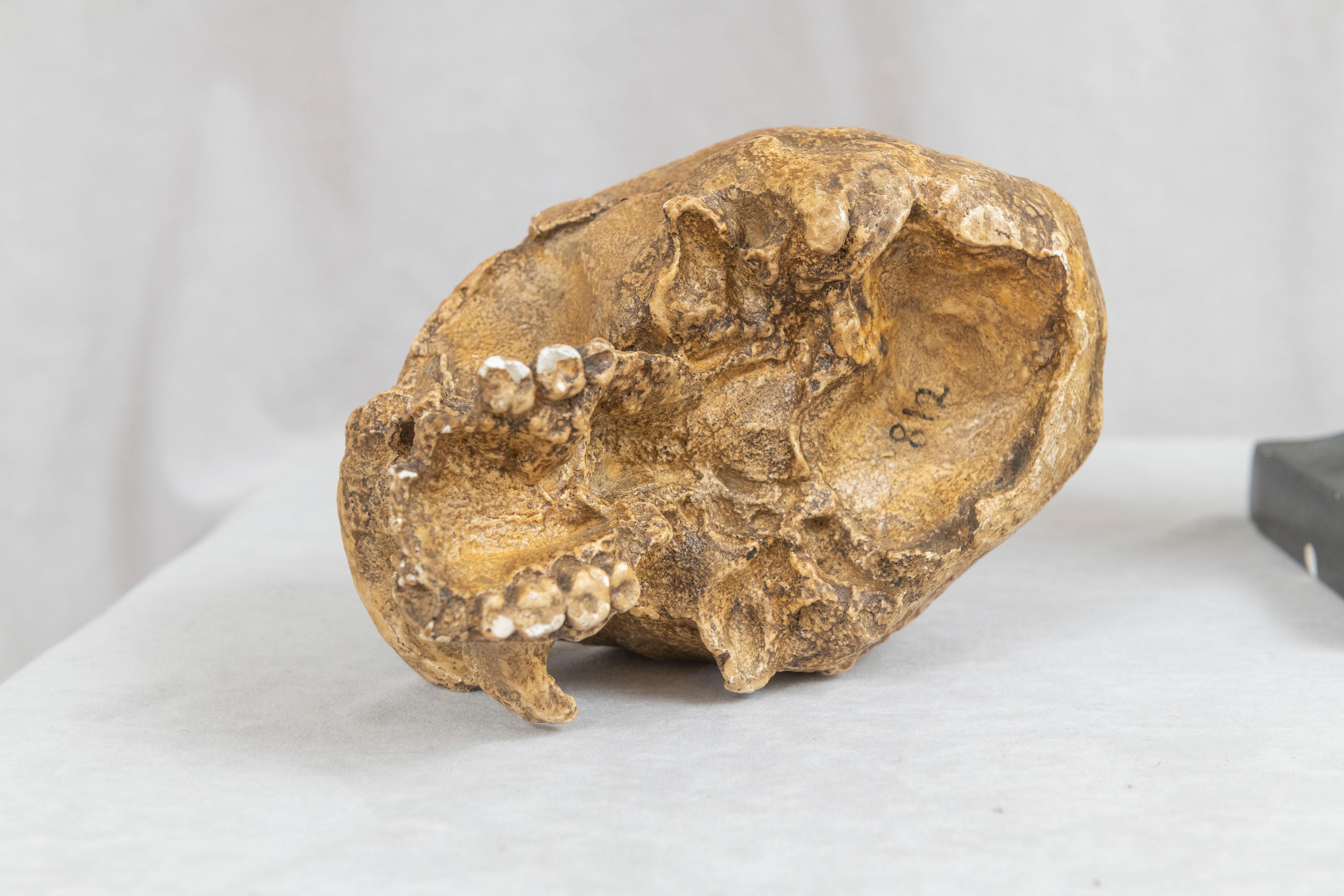 Cast Anthropology Study of Man Sculpture & Skull University Museum Philadelphia, 1925