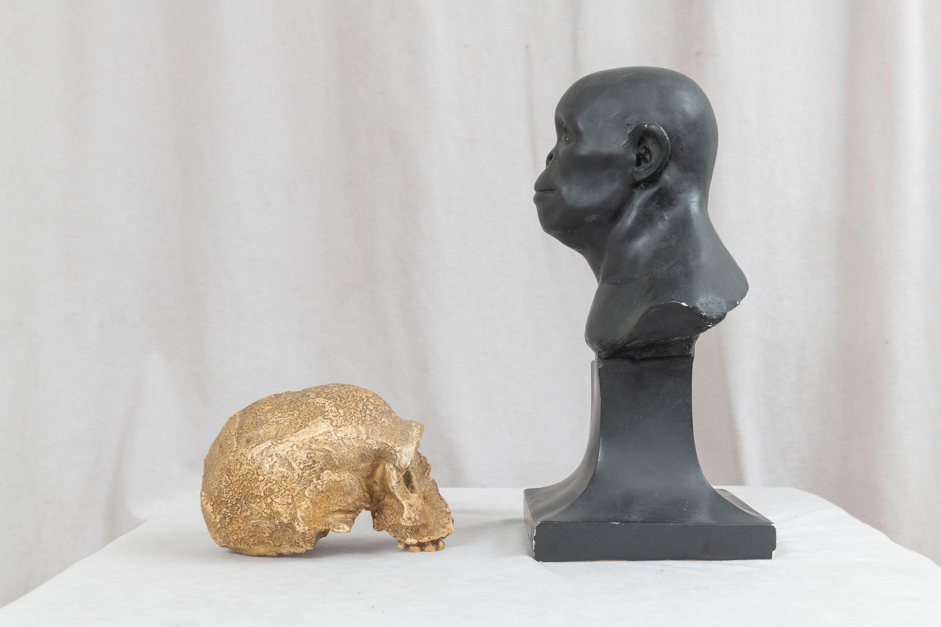 Early 20th Century Anthropology Study of Man Sculpture & Skull University Museum Philadelphia, 1925