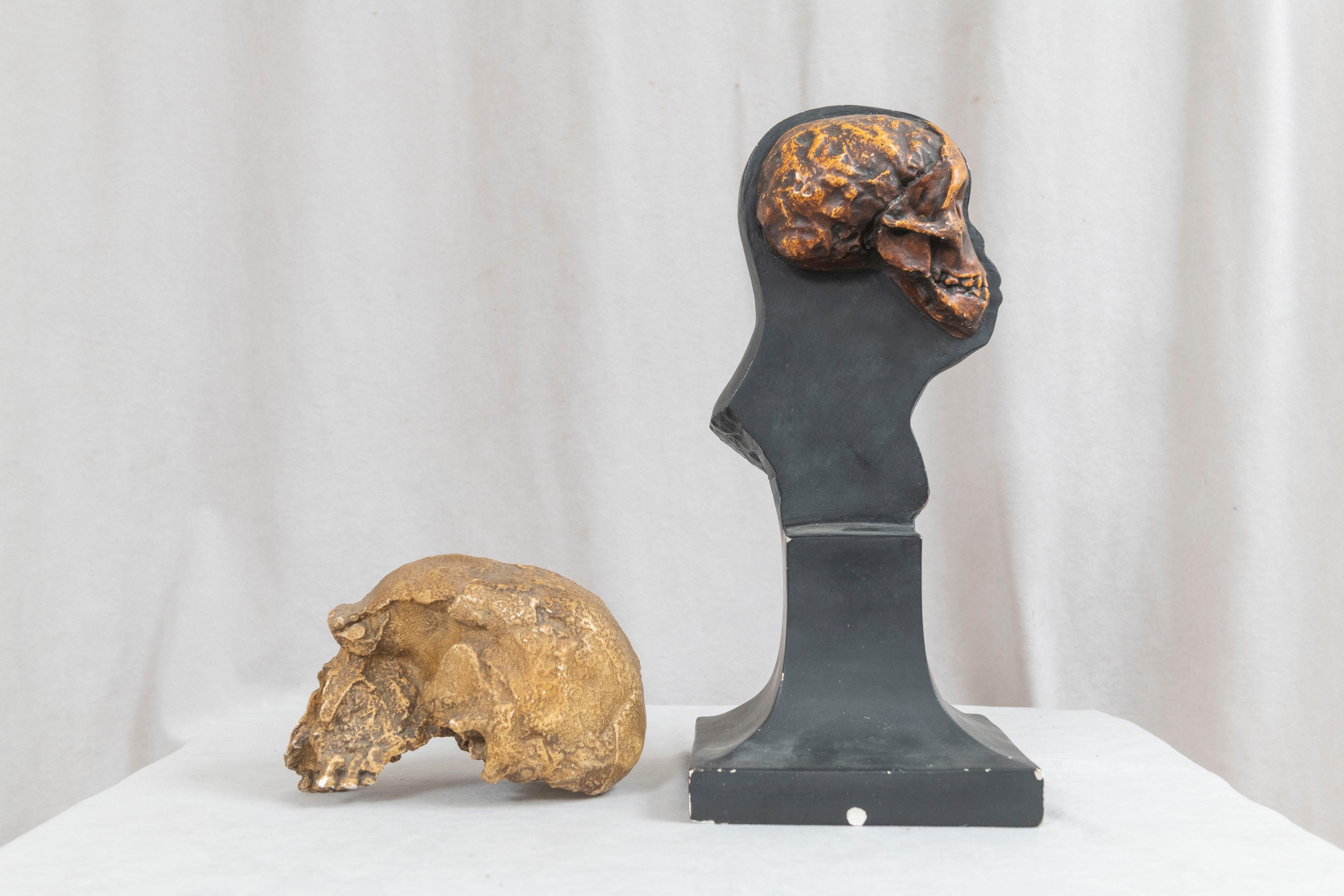 Plaster Anthropology Study of Man Sculpture & Skull University Museum Philadelphia, 1925