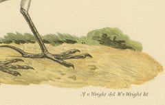 Anthus Pratensis - Hand-colored Meadow Pipit Lithograph, 1927