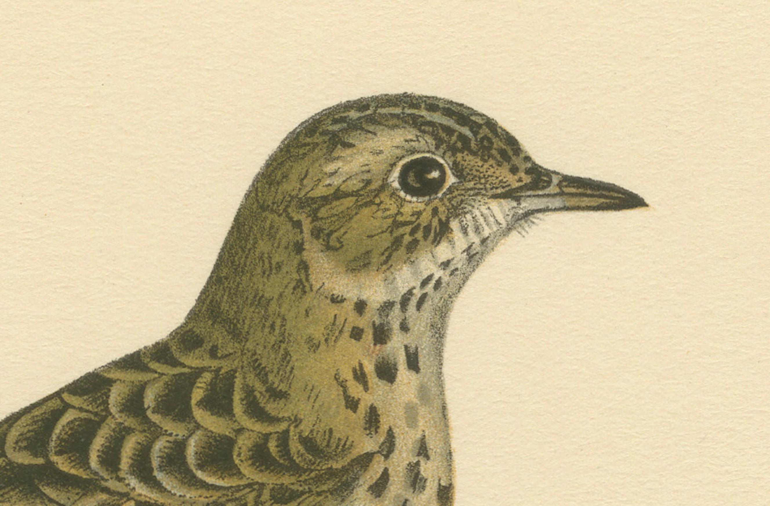 Anthus Pratensis – handkolorierte Lithographie „Meadow Pipit“ aus Meadow, 1927 im Zustand „Gut“ im Angebot in Langweer, NL
