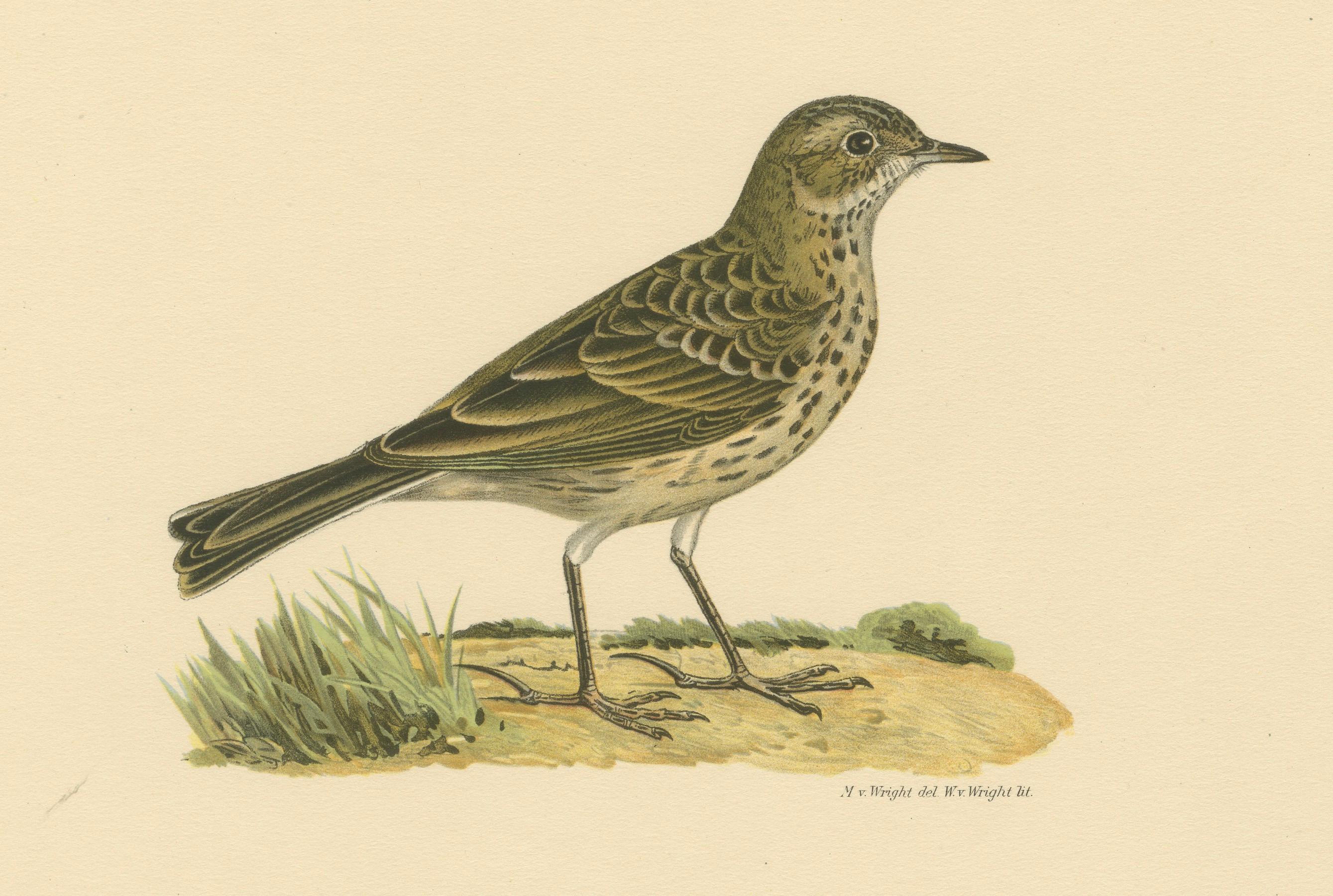 Anthus Pratensis – handkolorierte Lithographie „Meadow Pipit“ aus Meadow, 1927 (Frühes 20. Jahrhundert) im Angebot