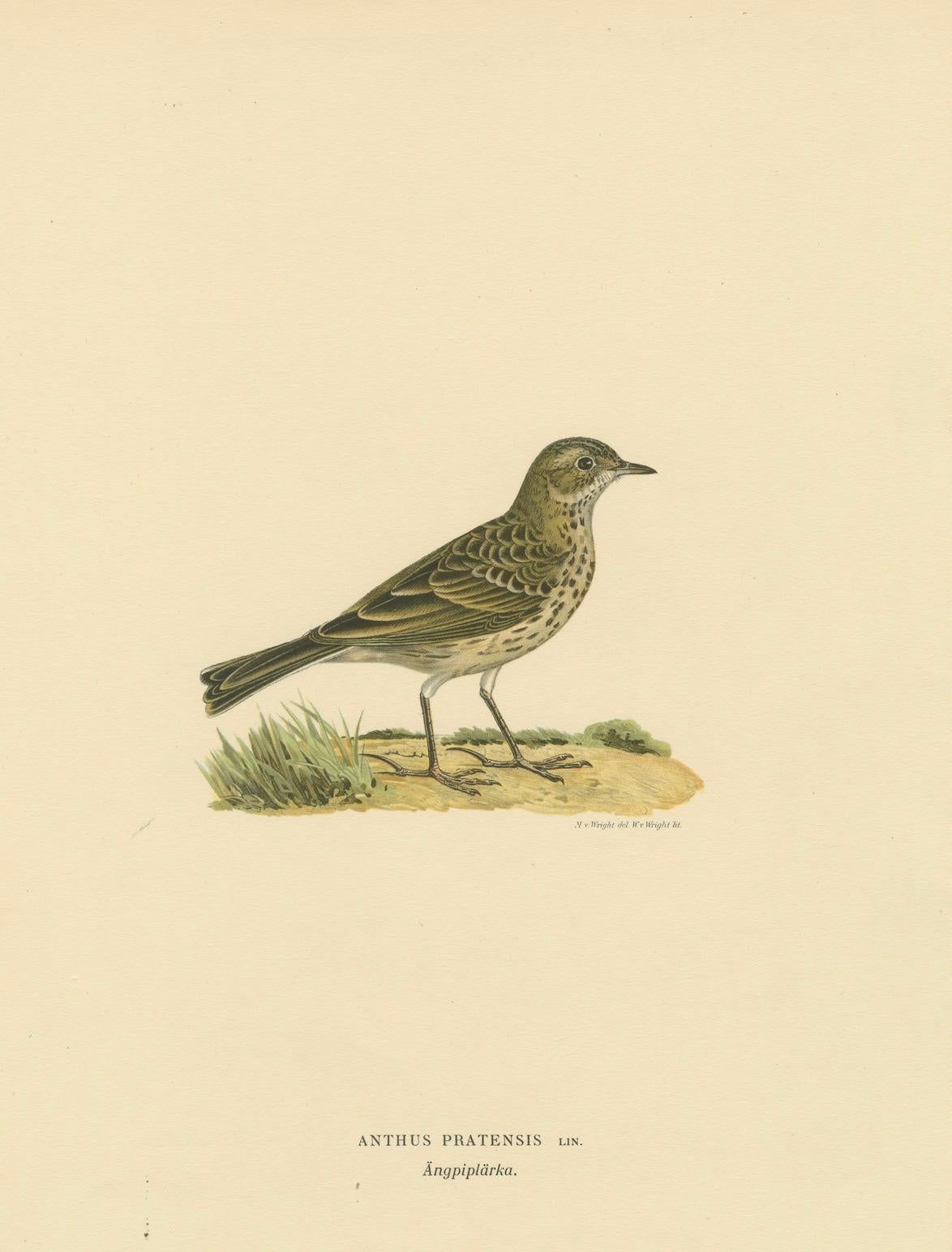Anthus Pratensis – handkolorierte Lithographie „Meadow Pipit“ aus Meadow, 1927 (Papier) im Angebot