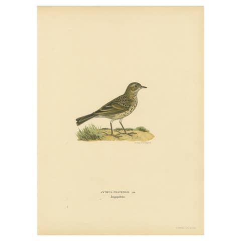 Anthus Pratensis - Hand-colored Meadow Pipit Lithograph, 1927