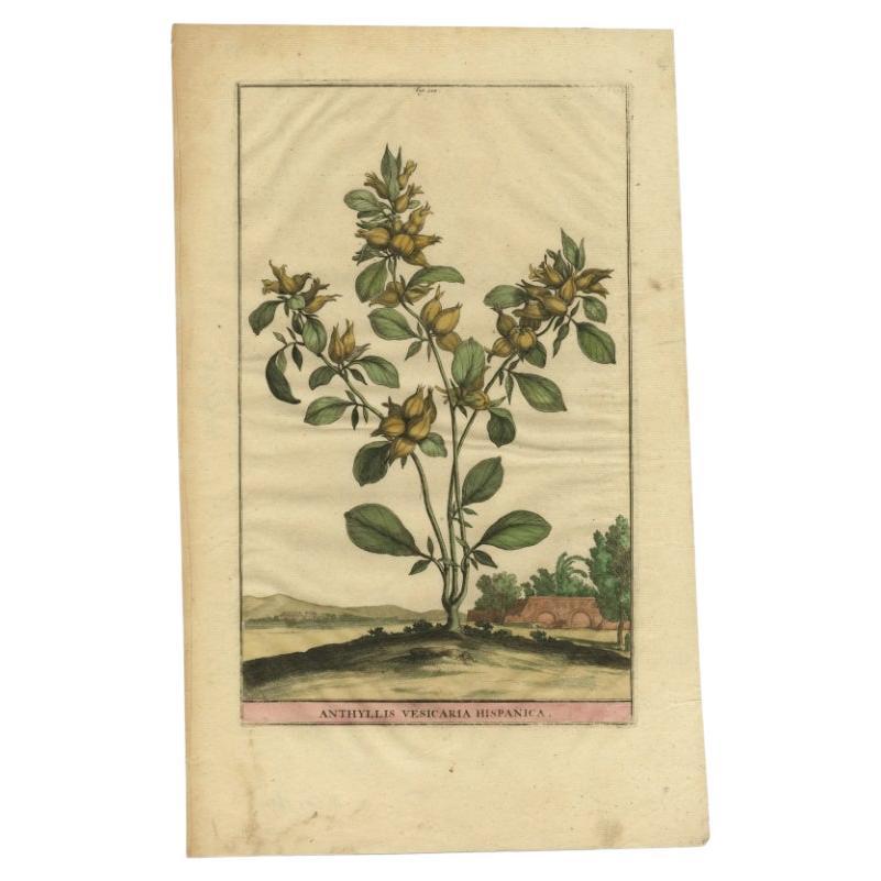 Anthyllis Vesicaria Hispanica, Munting, Etching on Paper, 1696