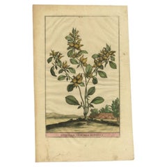 Antique Anthyllis Vesicaria Hispanica, Munting, Etching on Paper, 1696
