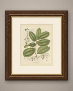 Antiaris Toxicaria, the Upas Tree, Branch with Details, 1859