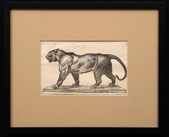 Antoine Louis-Barye "Walking Tiger" Antique Engraving by Firmin Gillot ca. 1870 