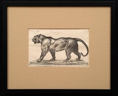 Antoine Louis-Barye "Tigre andante" Grabado antiguo de Firmin Gillot ca. 1870