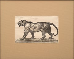 Antoine Louis-Barye "Tigre andante" Grabado antiguo de Firmin Gillot ca. 1870