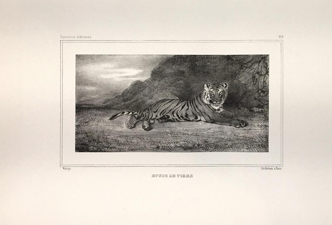 Etude de Tigre - Litografia di Antoine-Louis Barye - Inizio XIX secolo