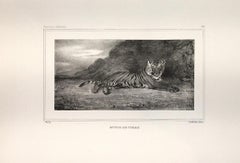 Etude de Tigre - Lithograph by Antoine-Louis Barye - Early 19th century