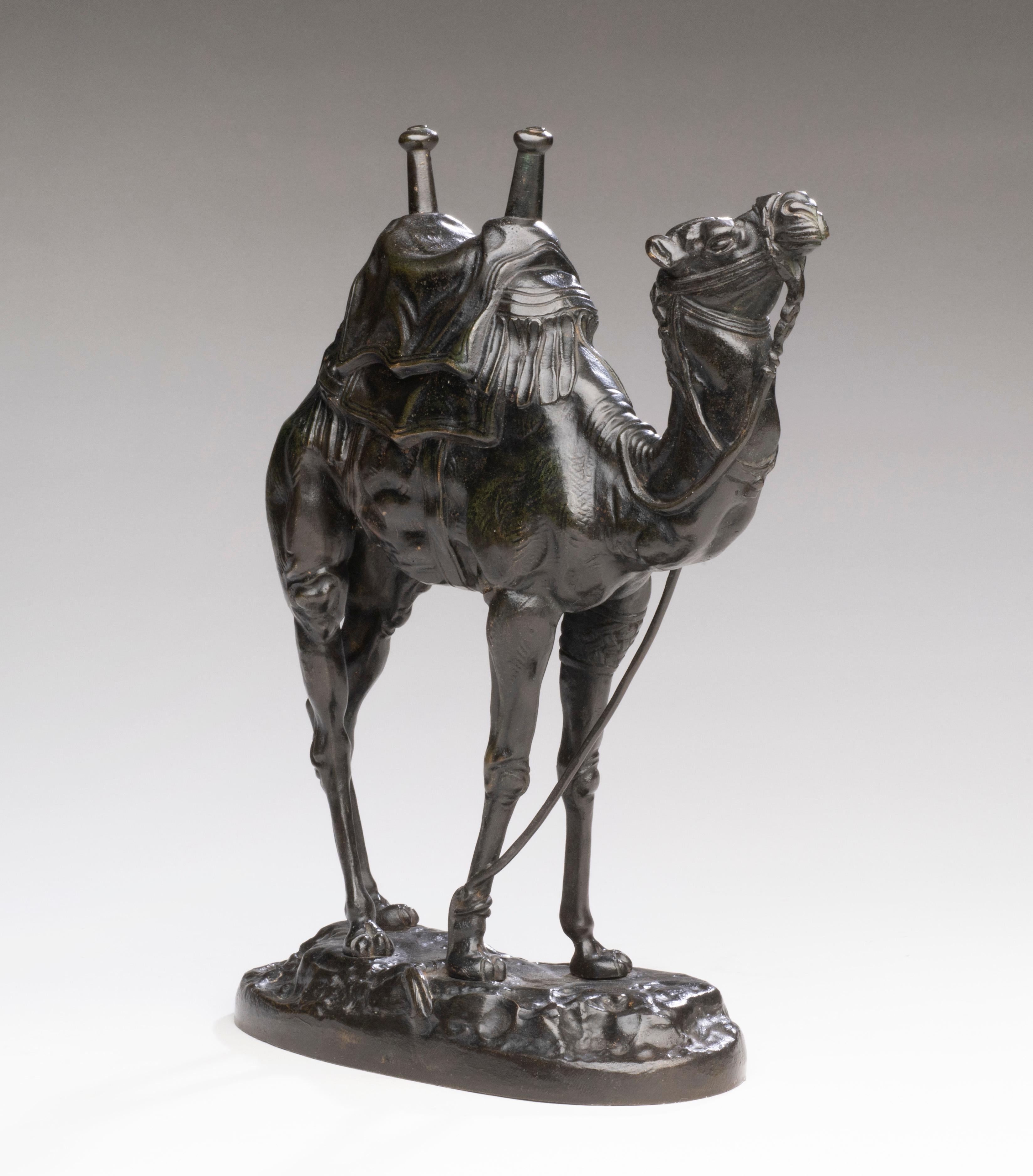 dromedary camel for sale