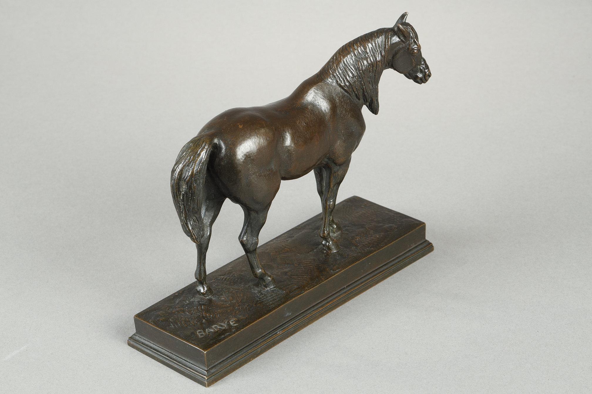 Cheval demi-sang, tête levée en vente 3