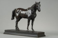 Half-blood Horse, head raised