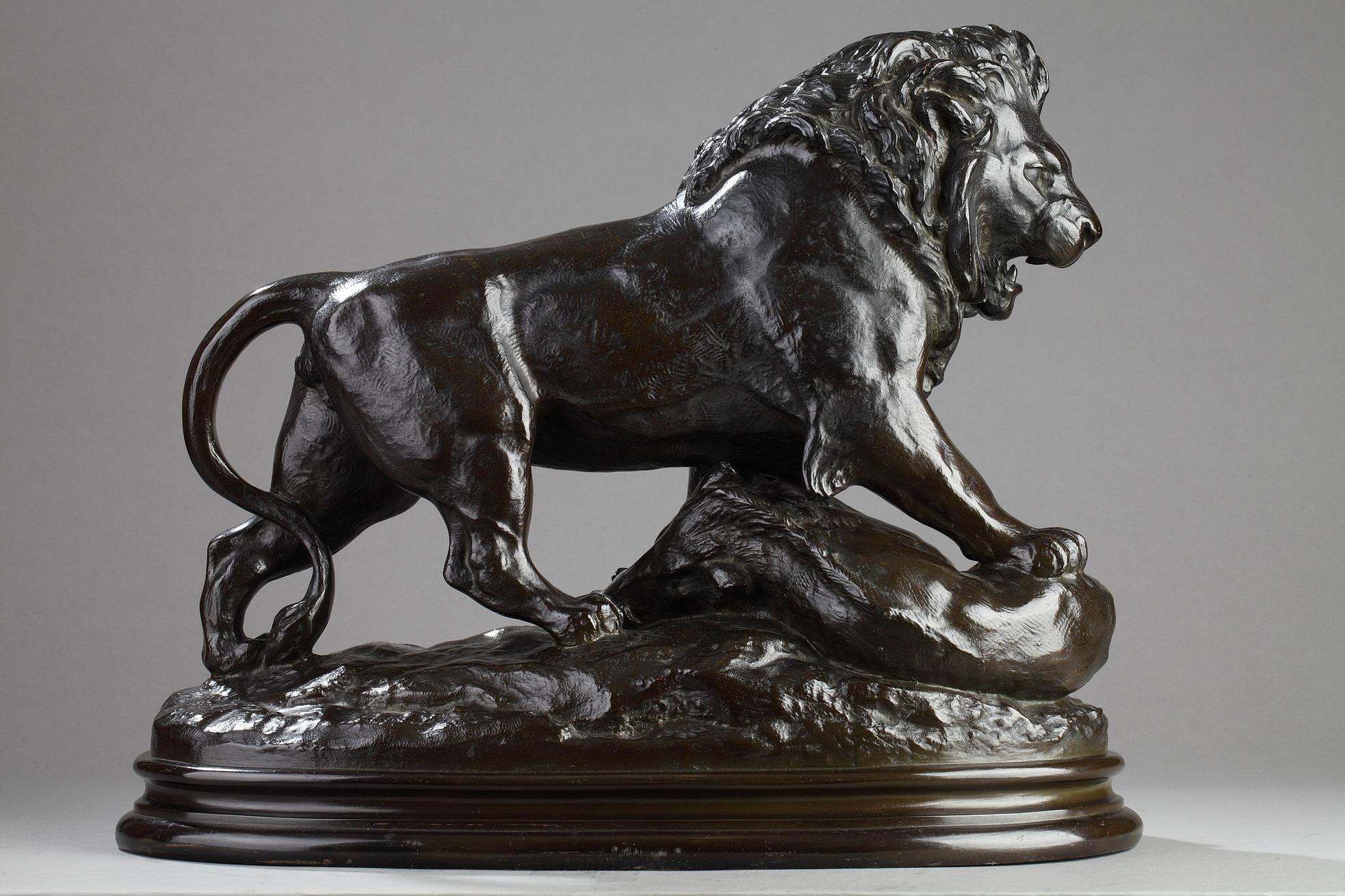 Un lion frappe un sanglier en vente 1