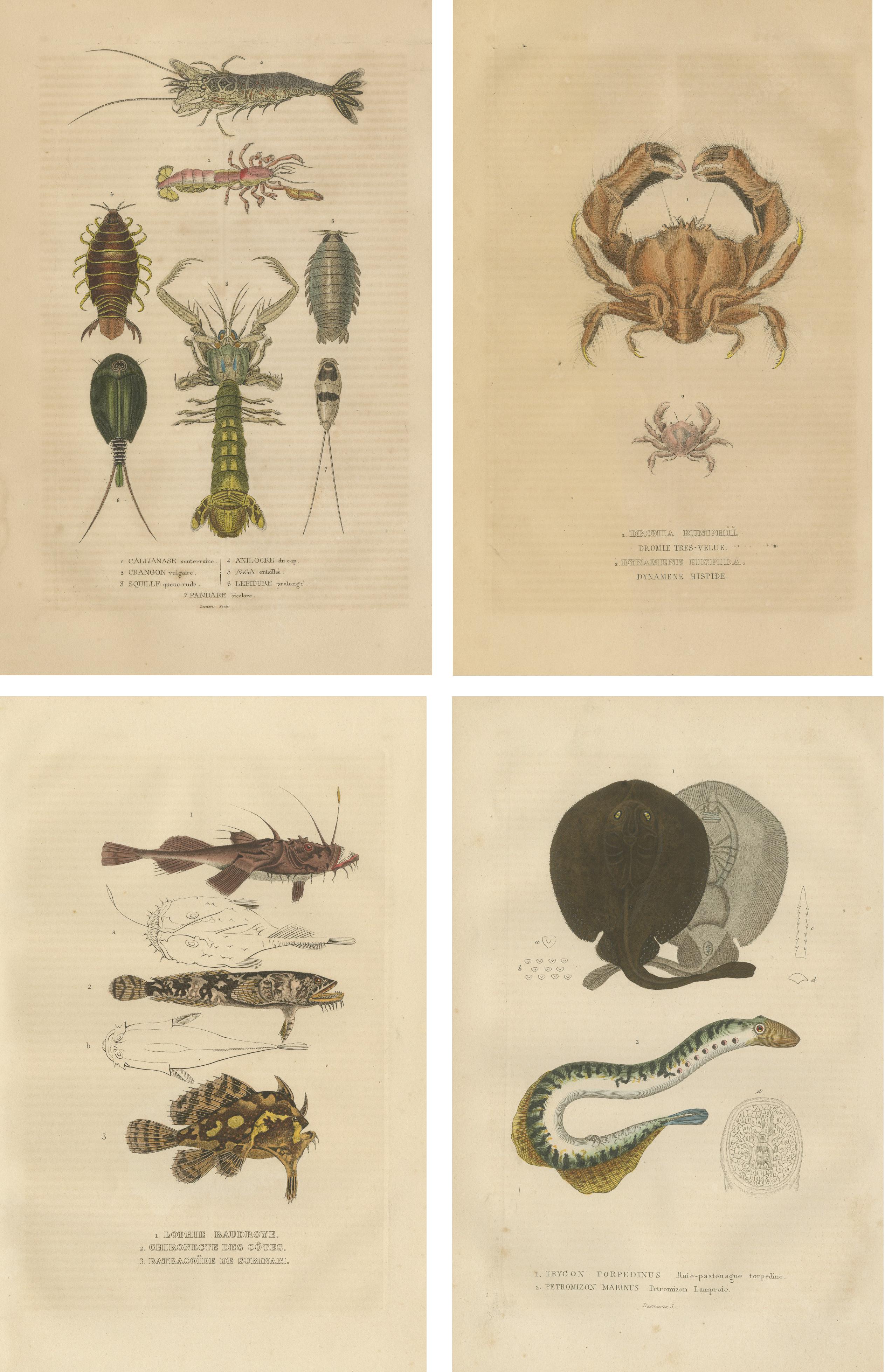 The collage for the catalogue features a curated selection of antique naturalist illustrations, each finely detailed and precisely hand-colored, celebrating the diversity of aquatic and arthropod species:

1. One illustration depicts a **lobster**,