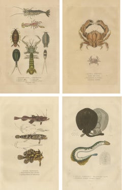 Antiquarian Handcolored Aquatic & Insect Engravings, 1845