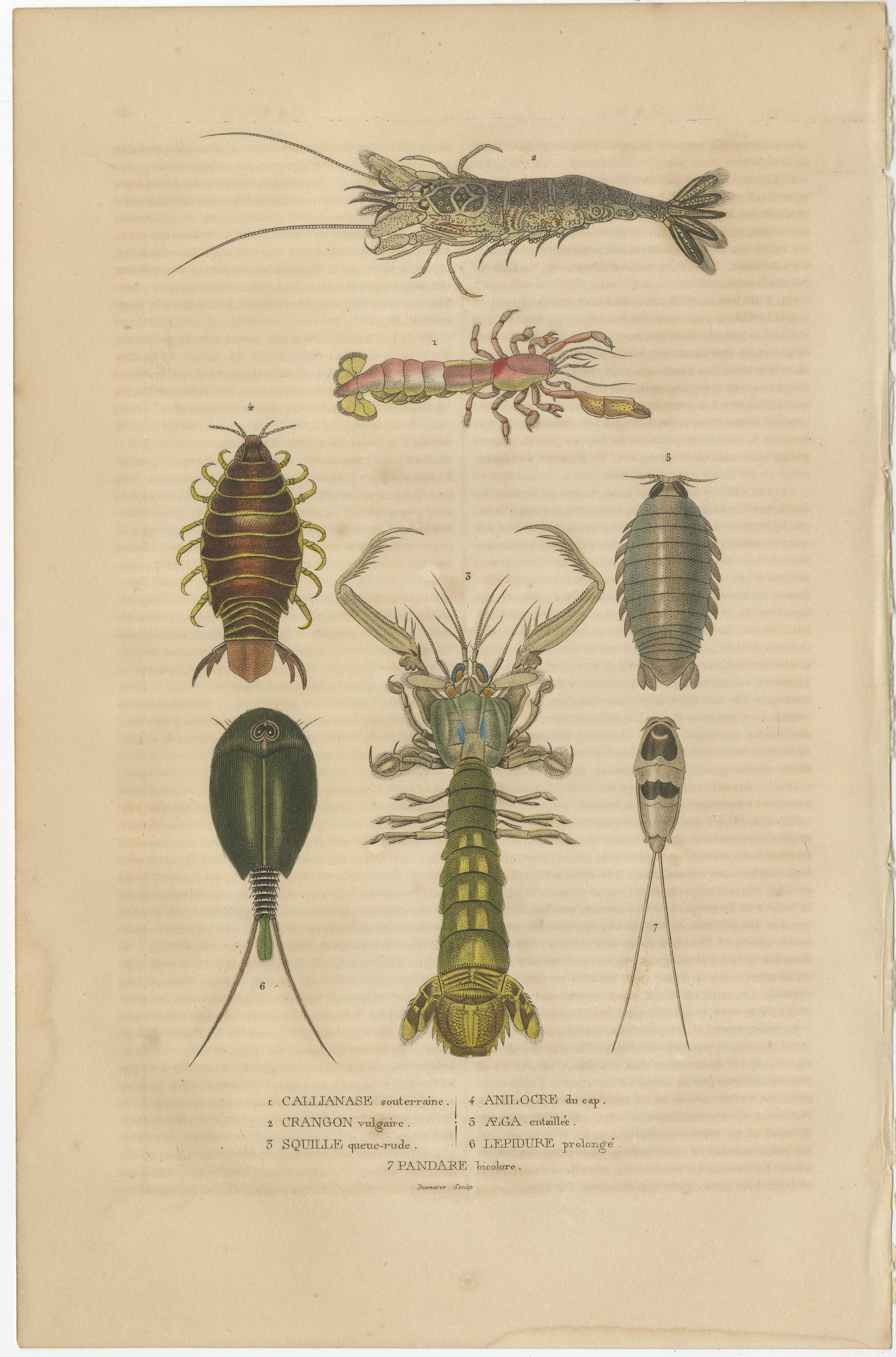 Engraved Antiquarian Handcolored Aquatic & Insect Engravings, 1845 For Sale