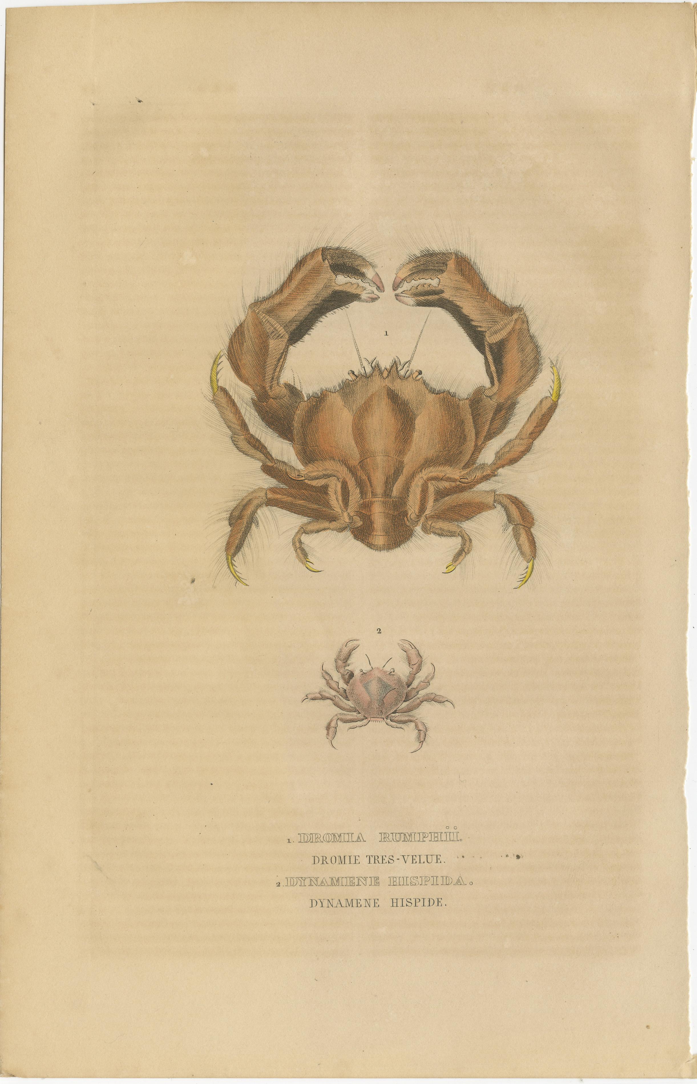 Antiquarian Handcolored Aquatic & Insect Engravings, 1845 In Good Condition For Sale In Langweer, NL