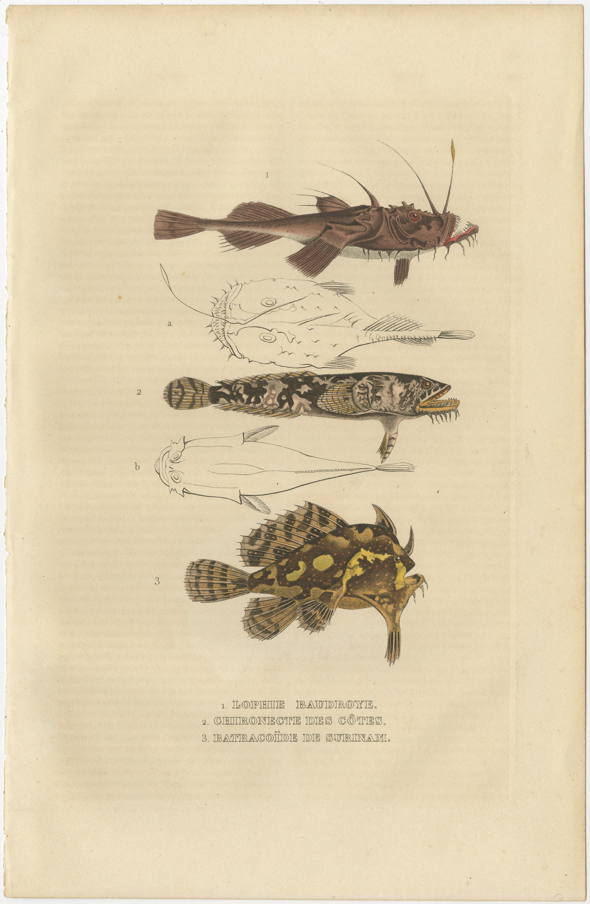 Mid-19th Century Antiquarian Handcolored Aquatic & Insect Engravings, 1845 For Sale