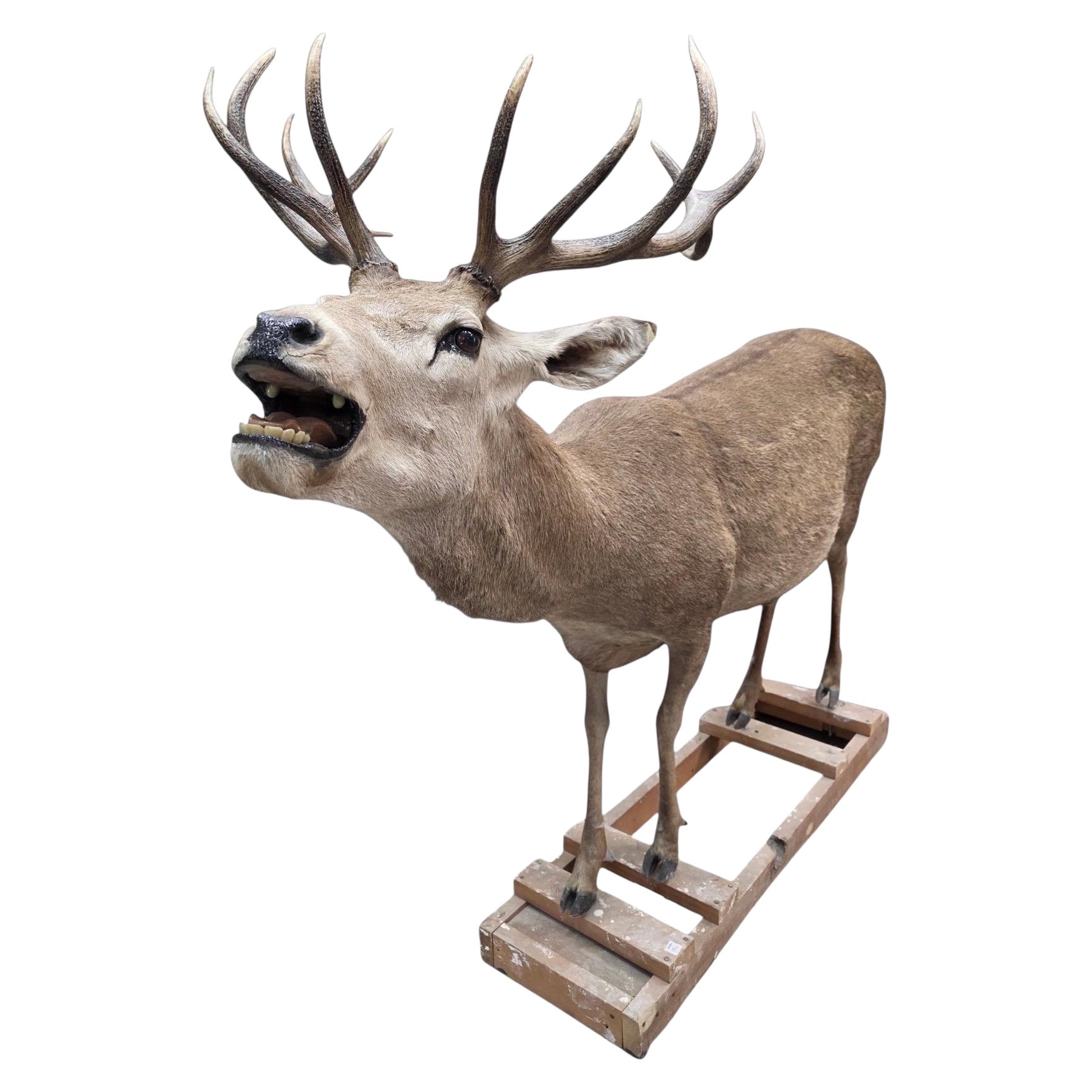 Antique 12-Point Whitetail Deer Full Body Mount For Sale at 1stDibs