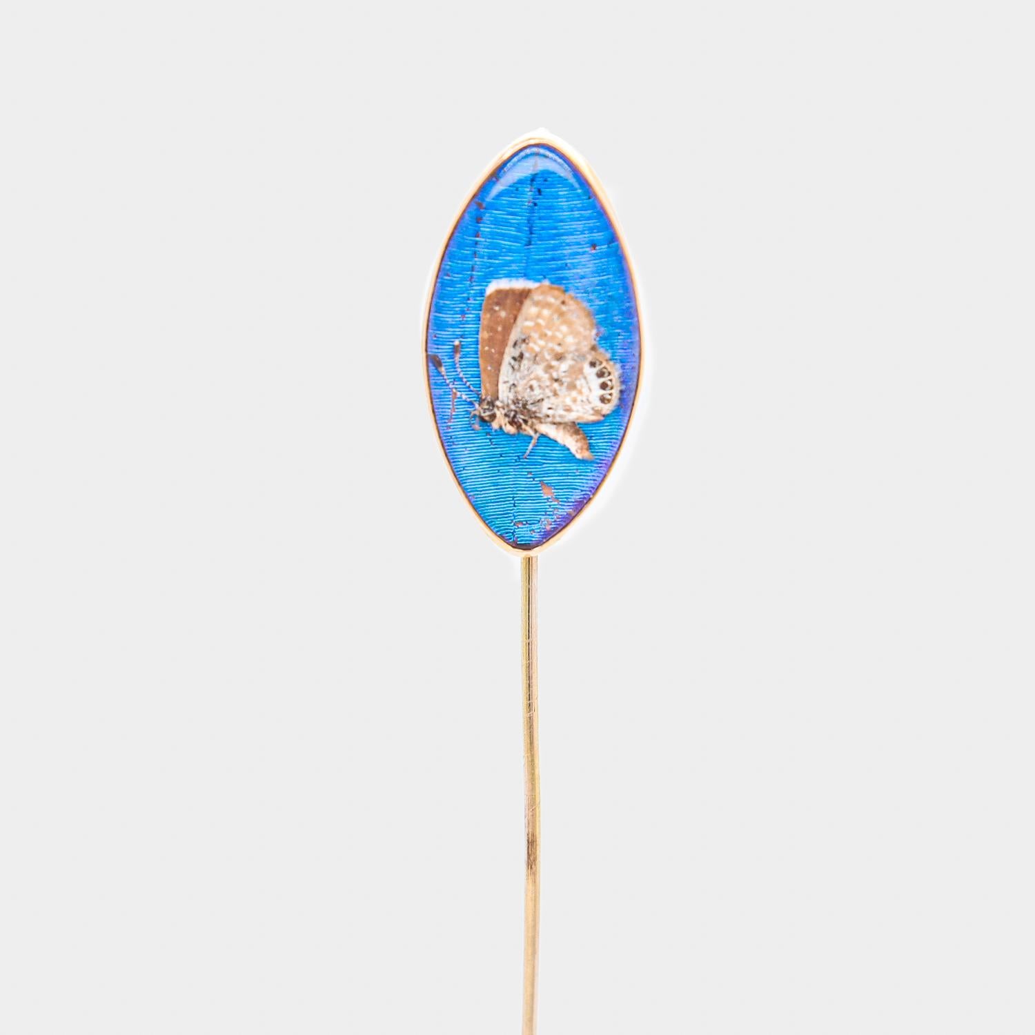 Cabochon Antique 14K Gold & Real Morpho Butterfly Wing Stickpin For Sale