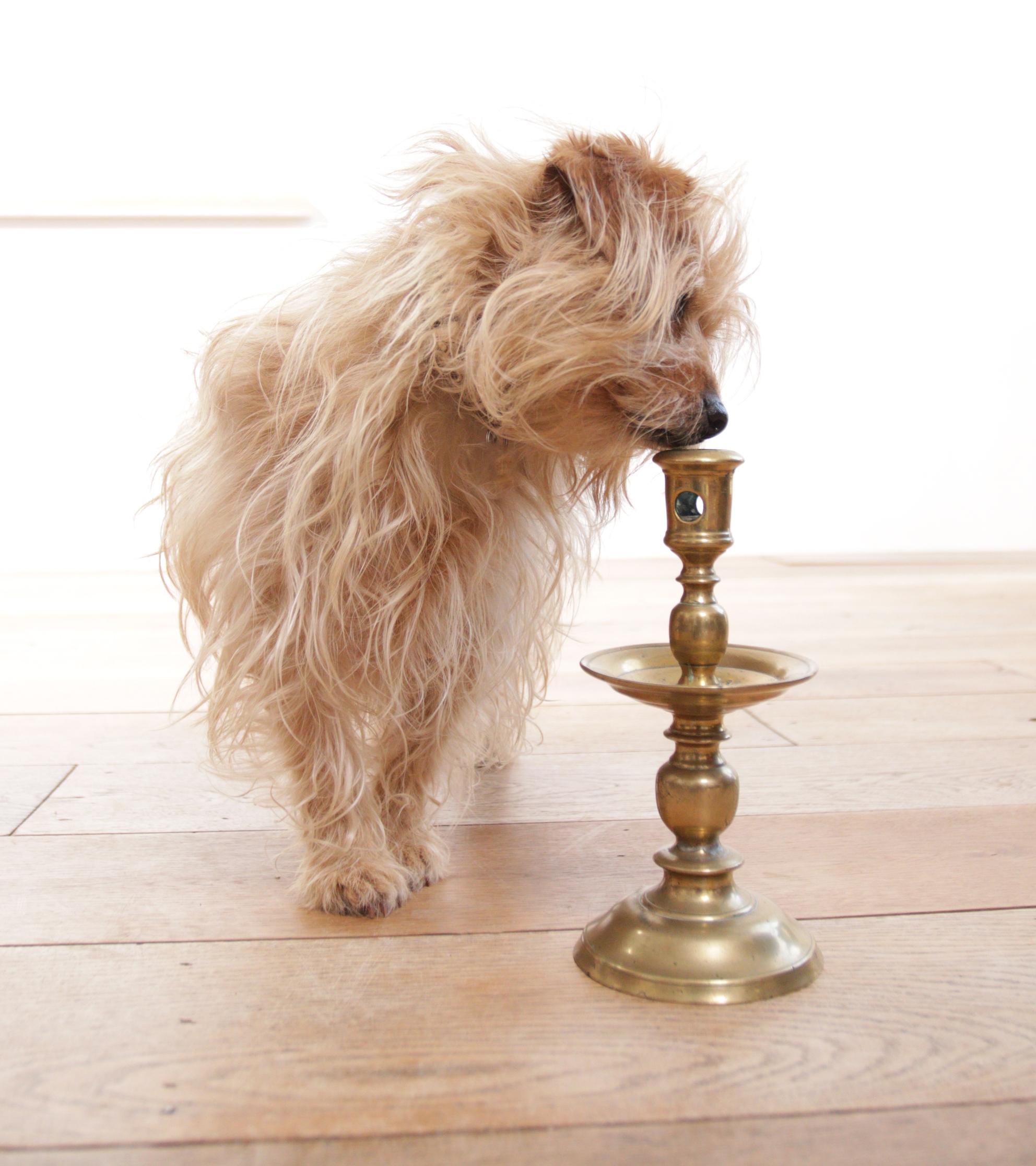 Antique 17th Century Brass 'Collar' / Heemskerk Candlestick, circa 1650 9