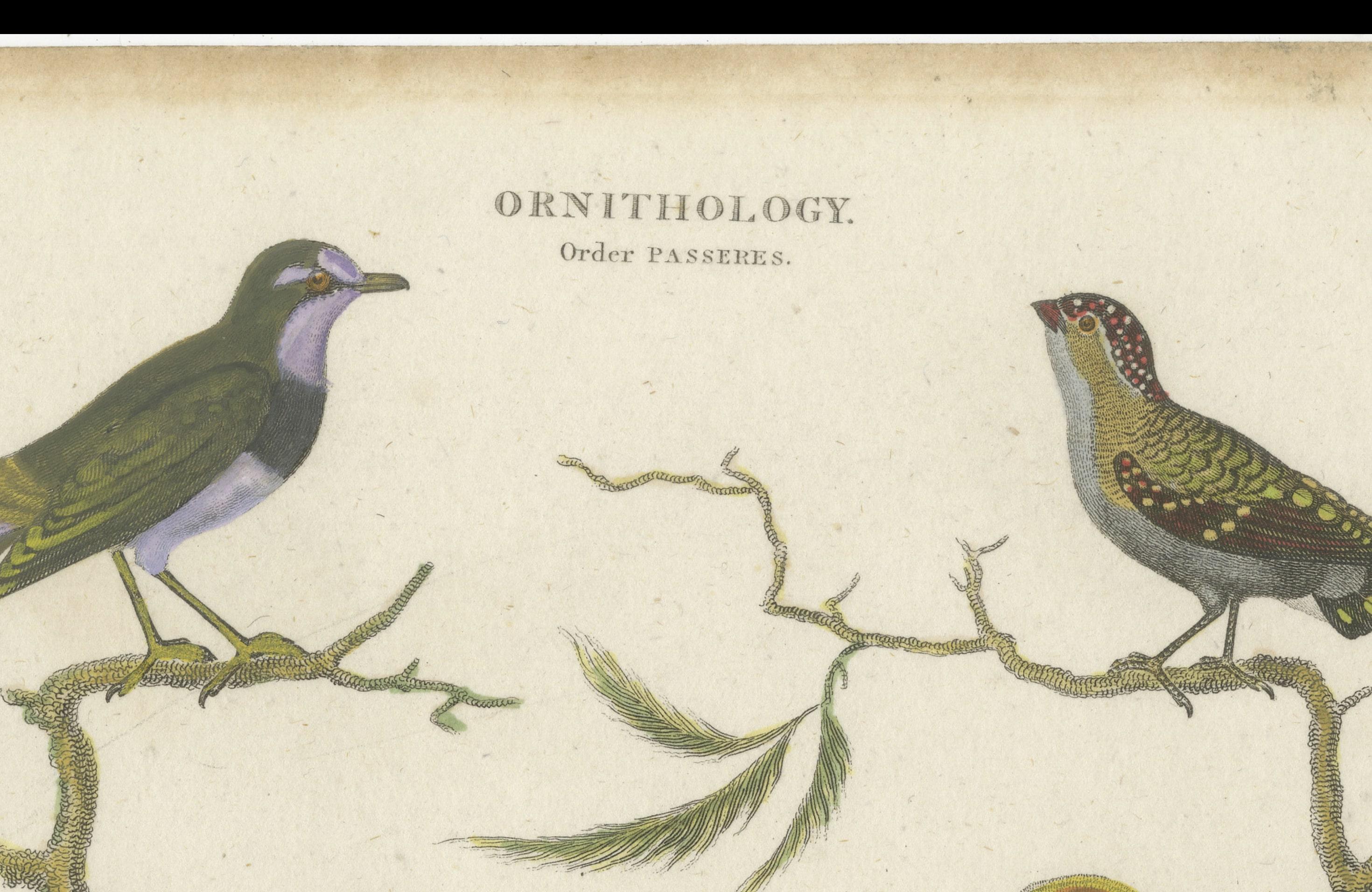 Dieser seltene handkolorierte Originaldruck enthält detaillierte Abbildungen von Vögeln, und am unteren Rand befindet sich ein Text, der zur Identifizierung der abgebildeten Vögel dient. Hier ist der transkribierte Text zusammen mit einer