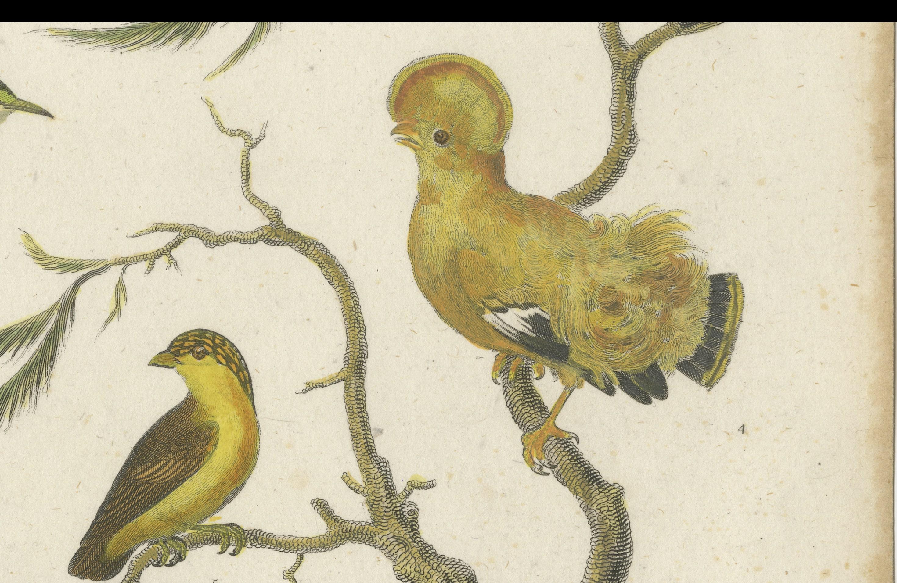 Antike 1811 Ornithologie Hand-Colored Print (Graviert) im Angebot