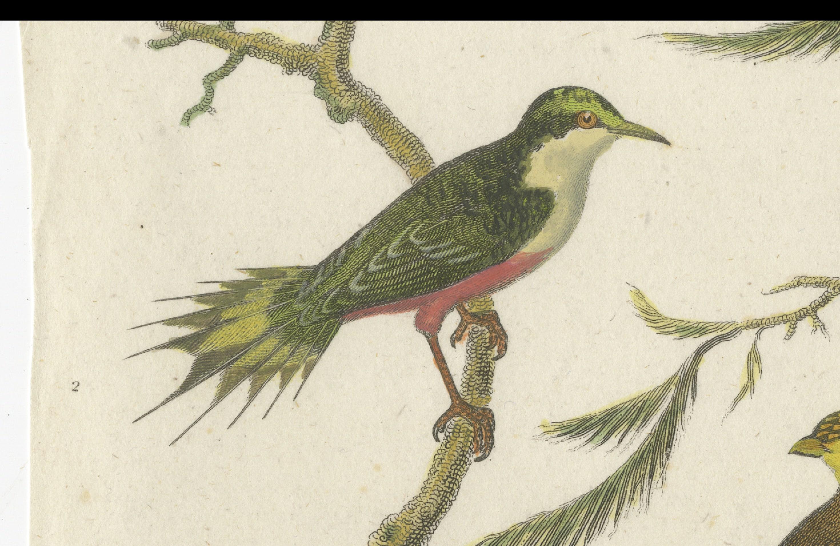 Antike 1811 Ornithologie Hand-Colored Print im Zustand „Gut“ im Angebot in Langweer, NL