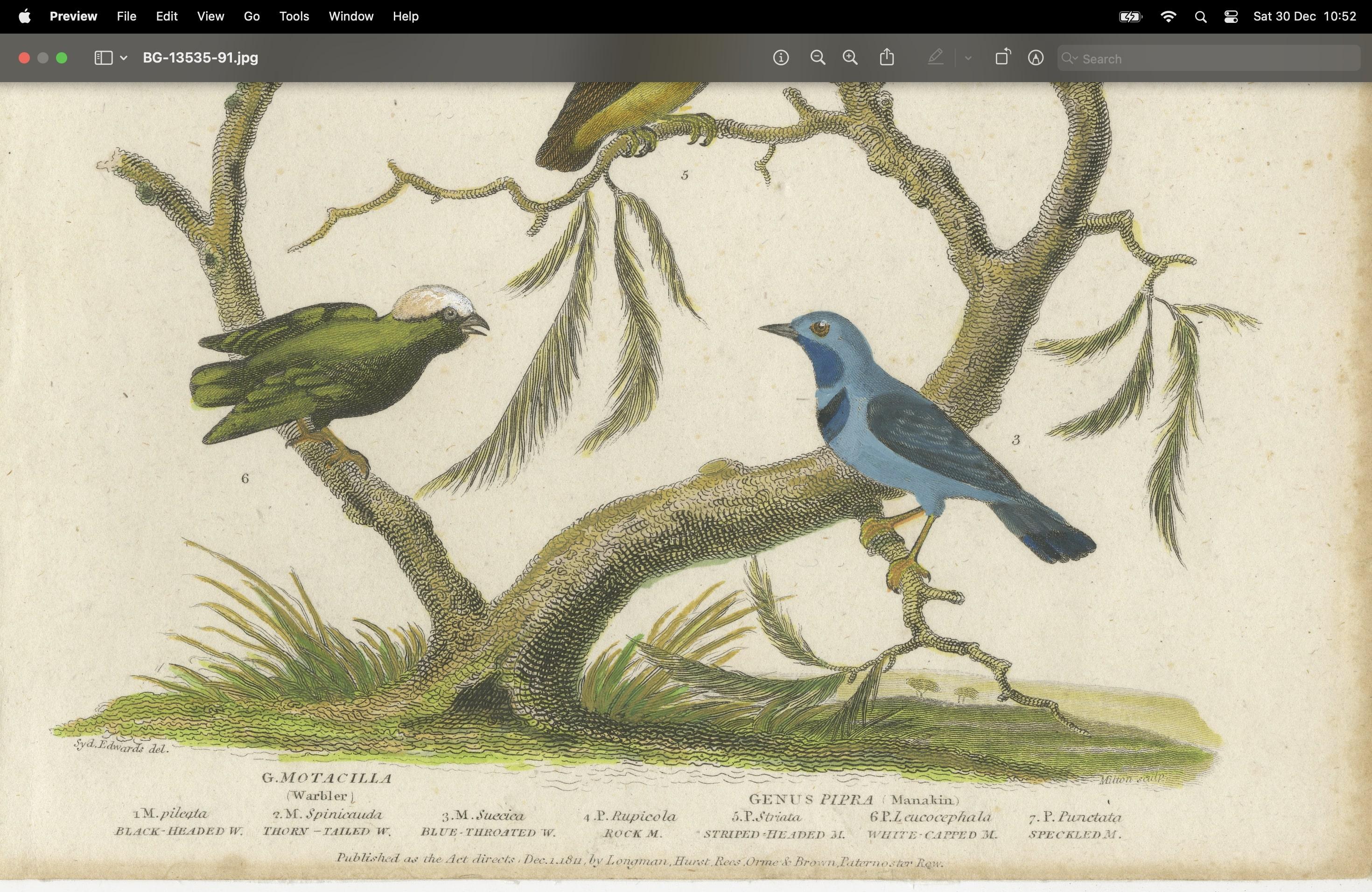 Antike 1811 Ornithologie Hand-Colored Print (18. Jahrhundert) im Angebot