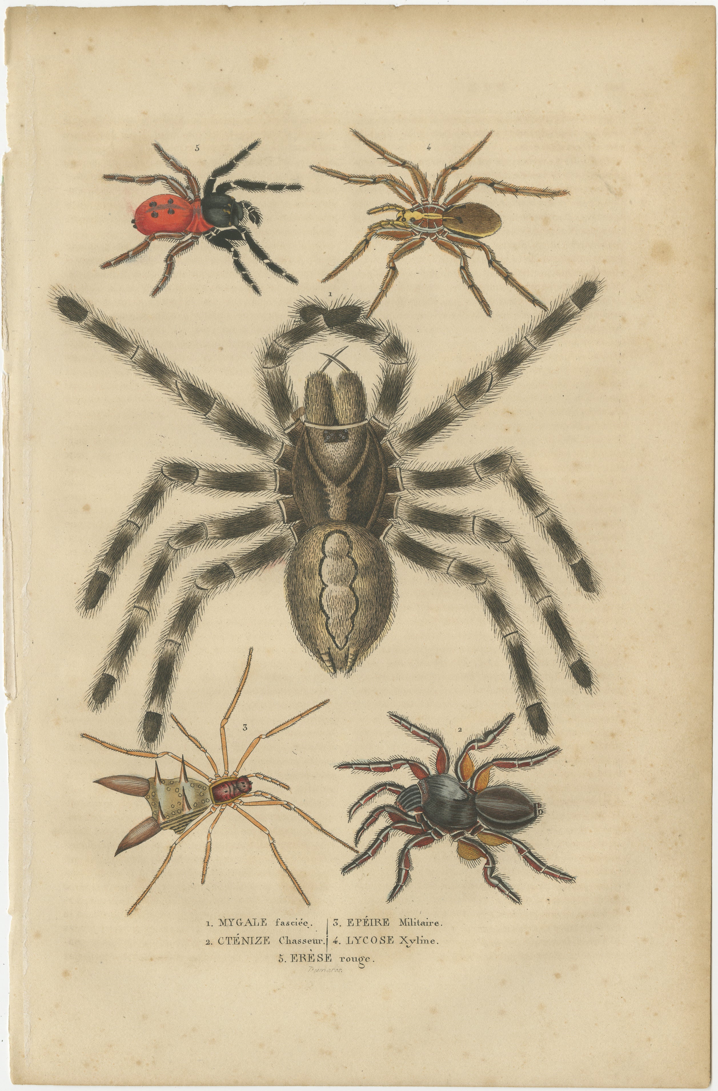 This exquisite 1845 handcolored engraving is a testament to the scientific curiosity and artistic detail of the 19th century. The print features a collection of five arachnids, each meticulously rendered to showcase their unique anatomical features.